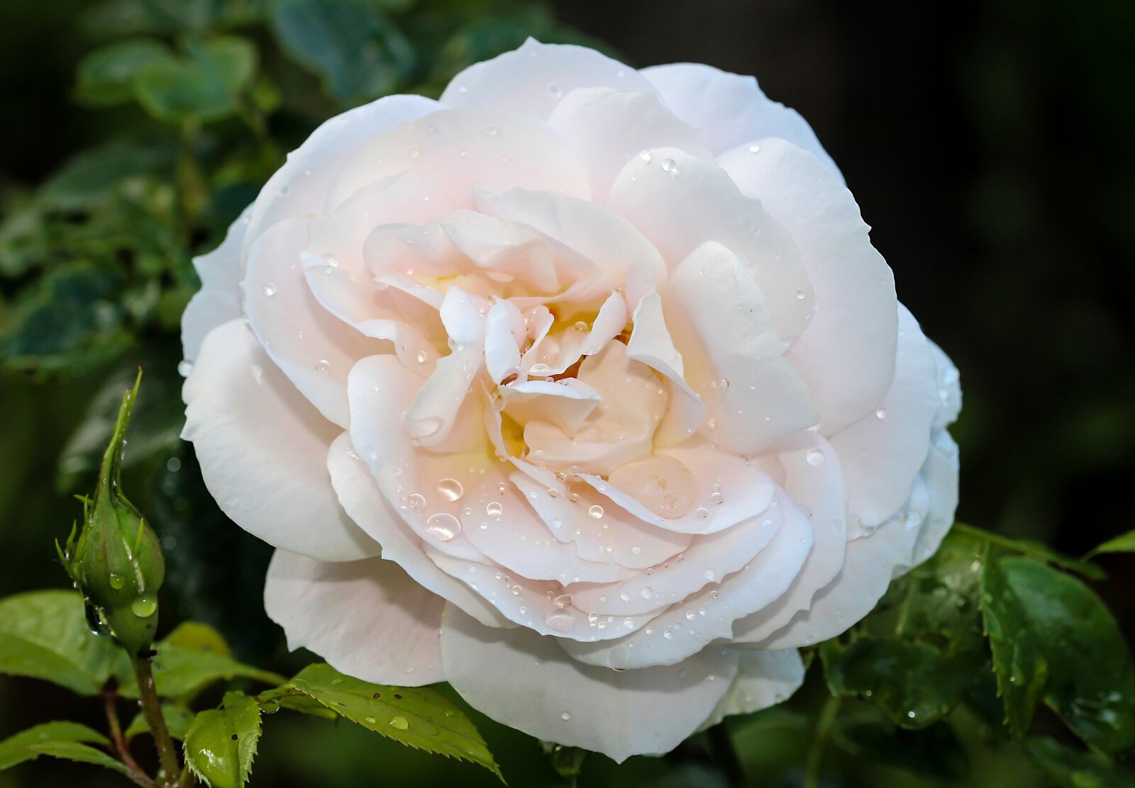 Canon EOS 700D (EOS Rebel T5i / EOS Kiss X7i) sample photo. Rose, flower, macro photography