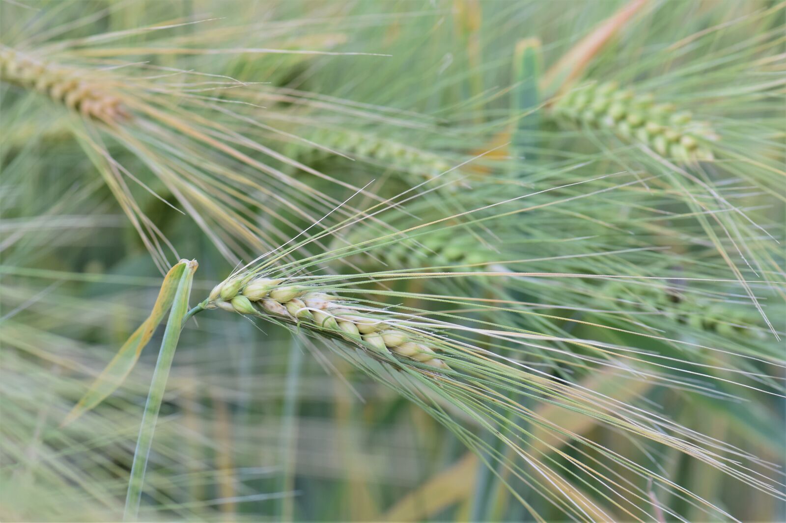 Nikon D5500 sample photo. Wheat, winter wheat, cereals photography