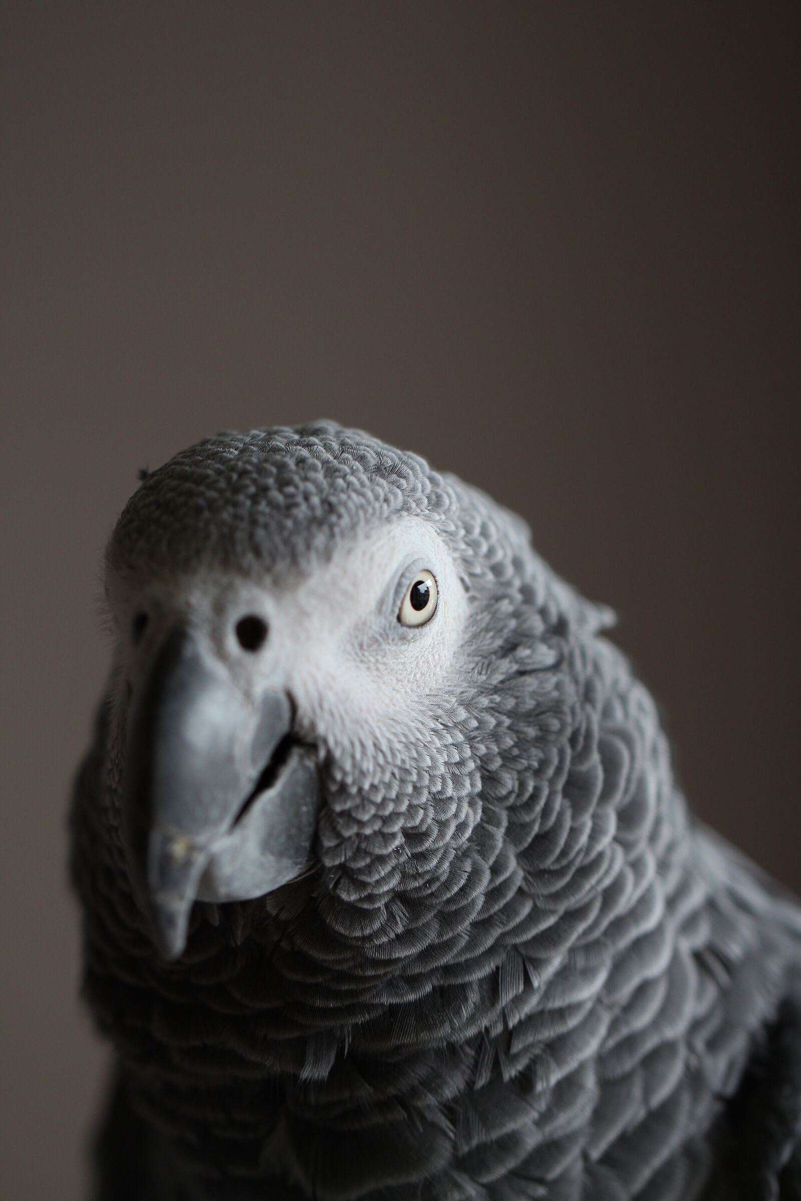 Canon EOS 650D (EOS Rebel T4i / EOS Kiss X6i) + Canon EF 100mm F2.8L Macro IS USM sample photo. Parrot, african grey, bird photography