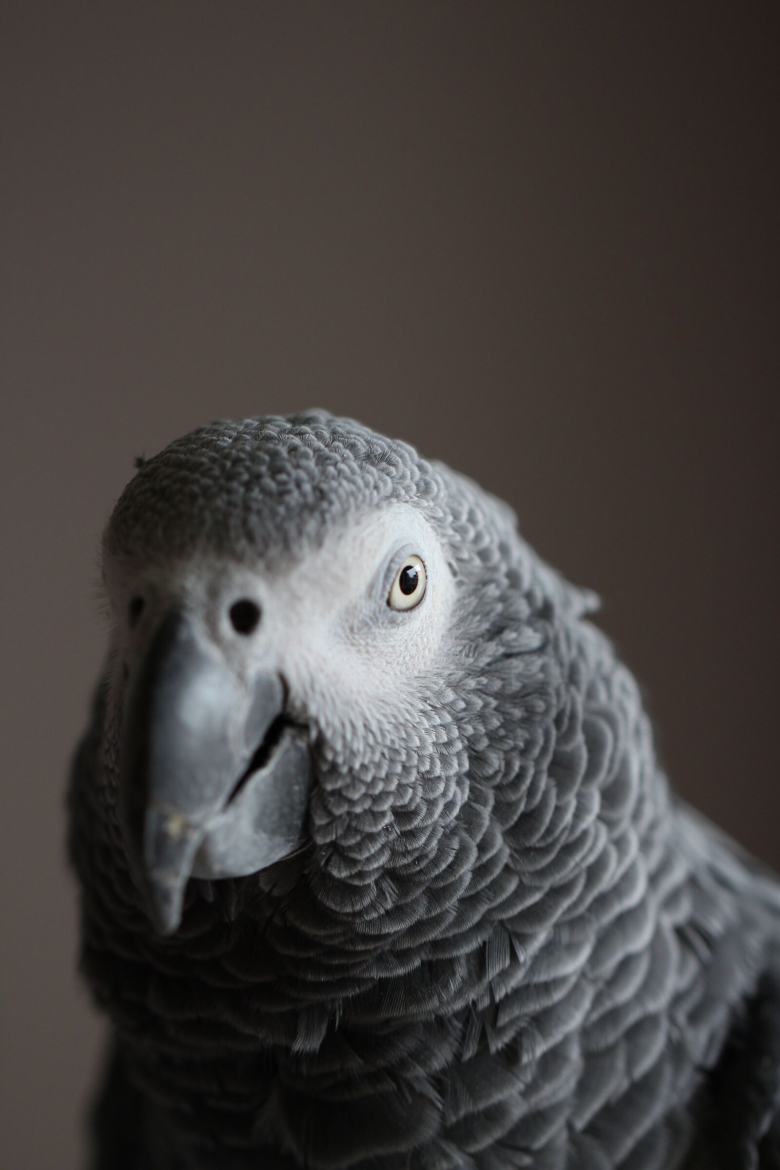 Canon EOS 650D (EOS Rebel T4i / EOS Kiss X6i) sample photo. Parrot, african grey, bird photography