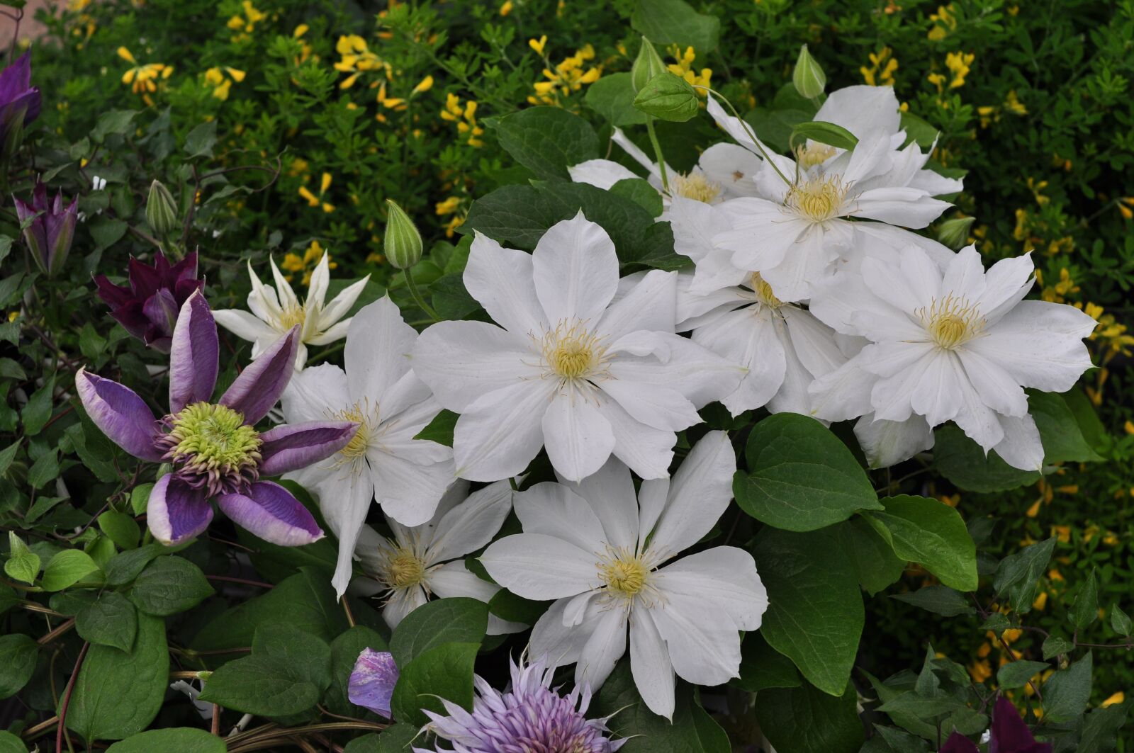 Nikon D90 sample photo. Flowers, nature, plants photography