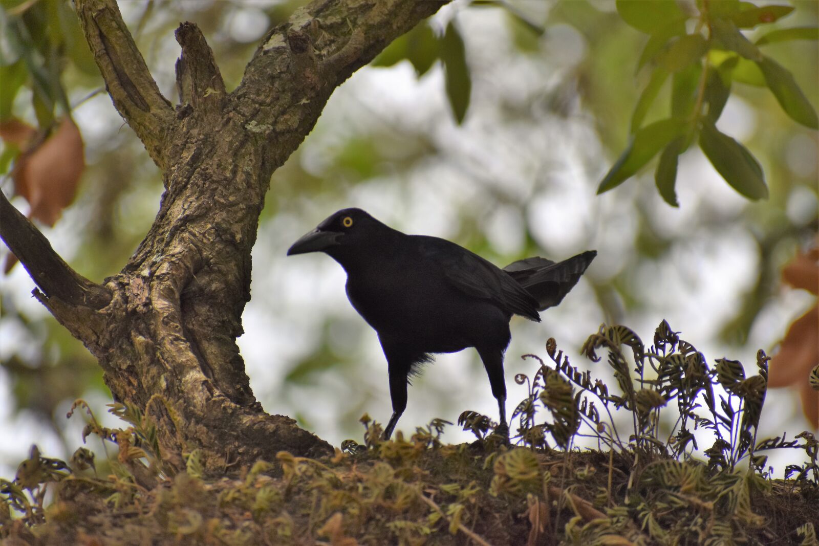 Nikon D3500 sample photo. Raven, black bird, bird photography