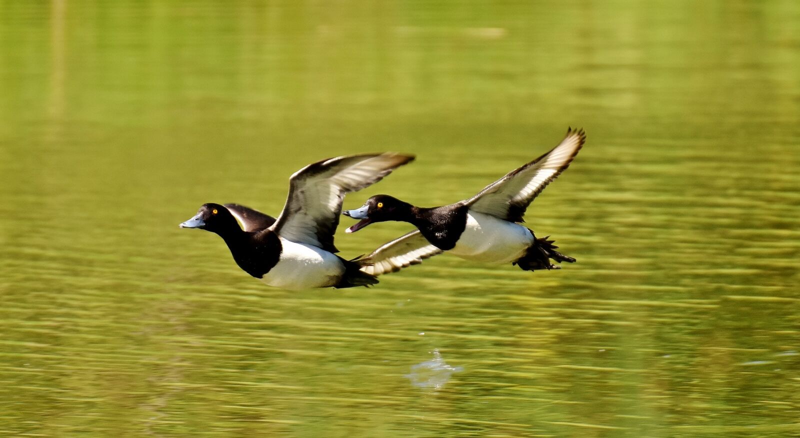 Nikon D7200 sample photo. Tufted duck, ducks, play photography