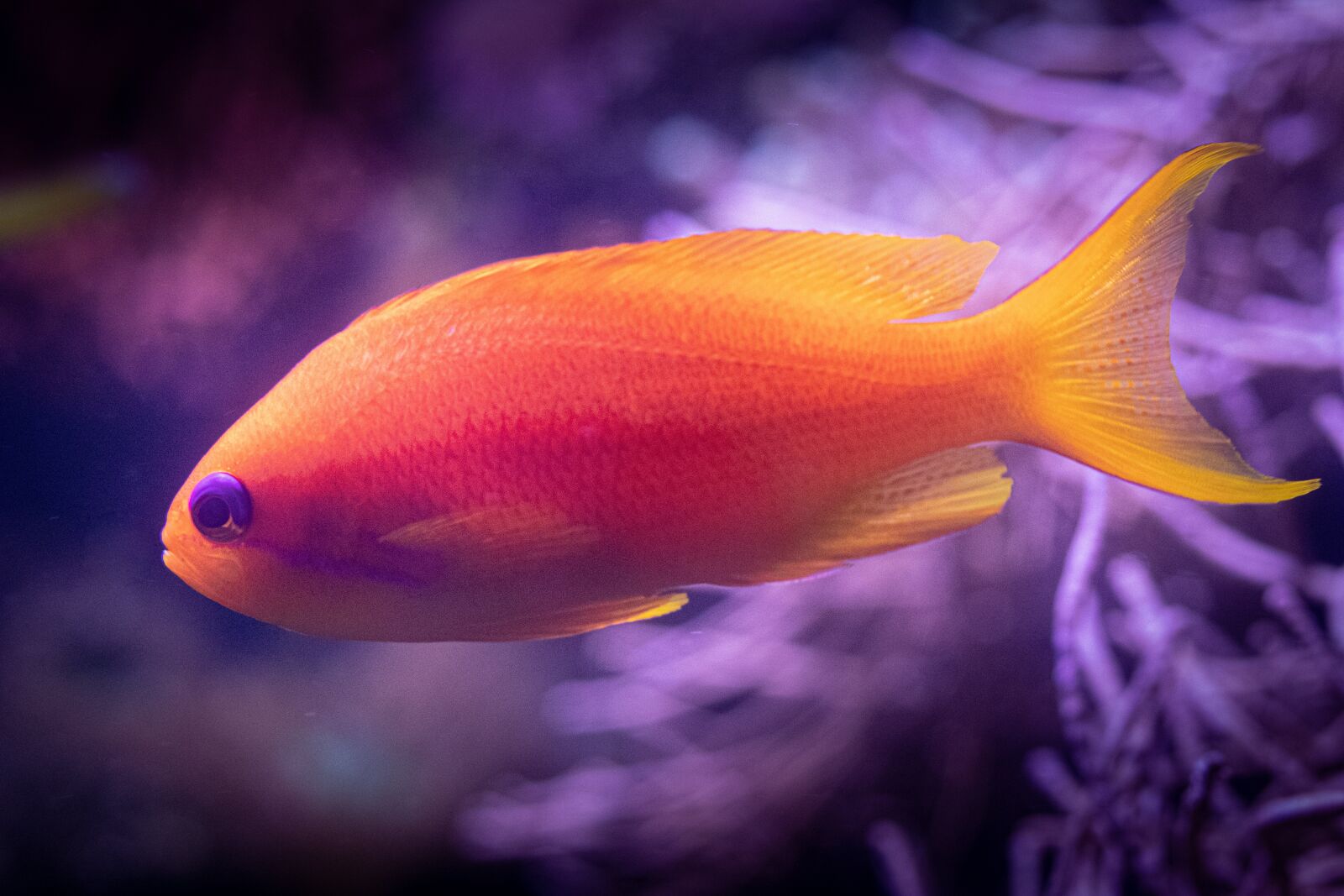 Canon EOS 80D sample photo. Fish, aquarium, underwater photography