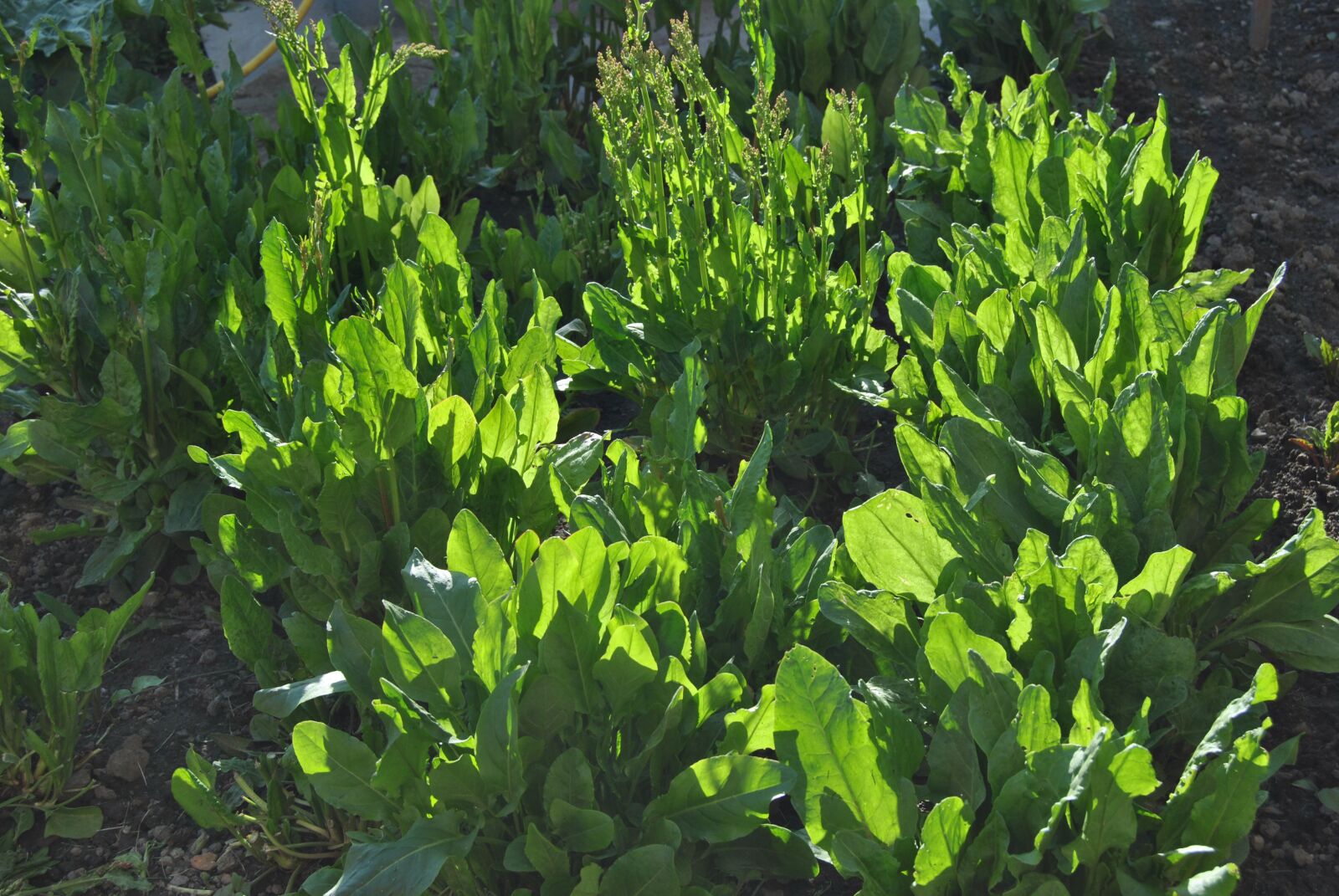 Nikon D3000 sample photo. Sorrel, plant, green photography