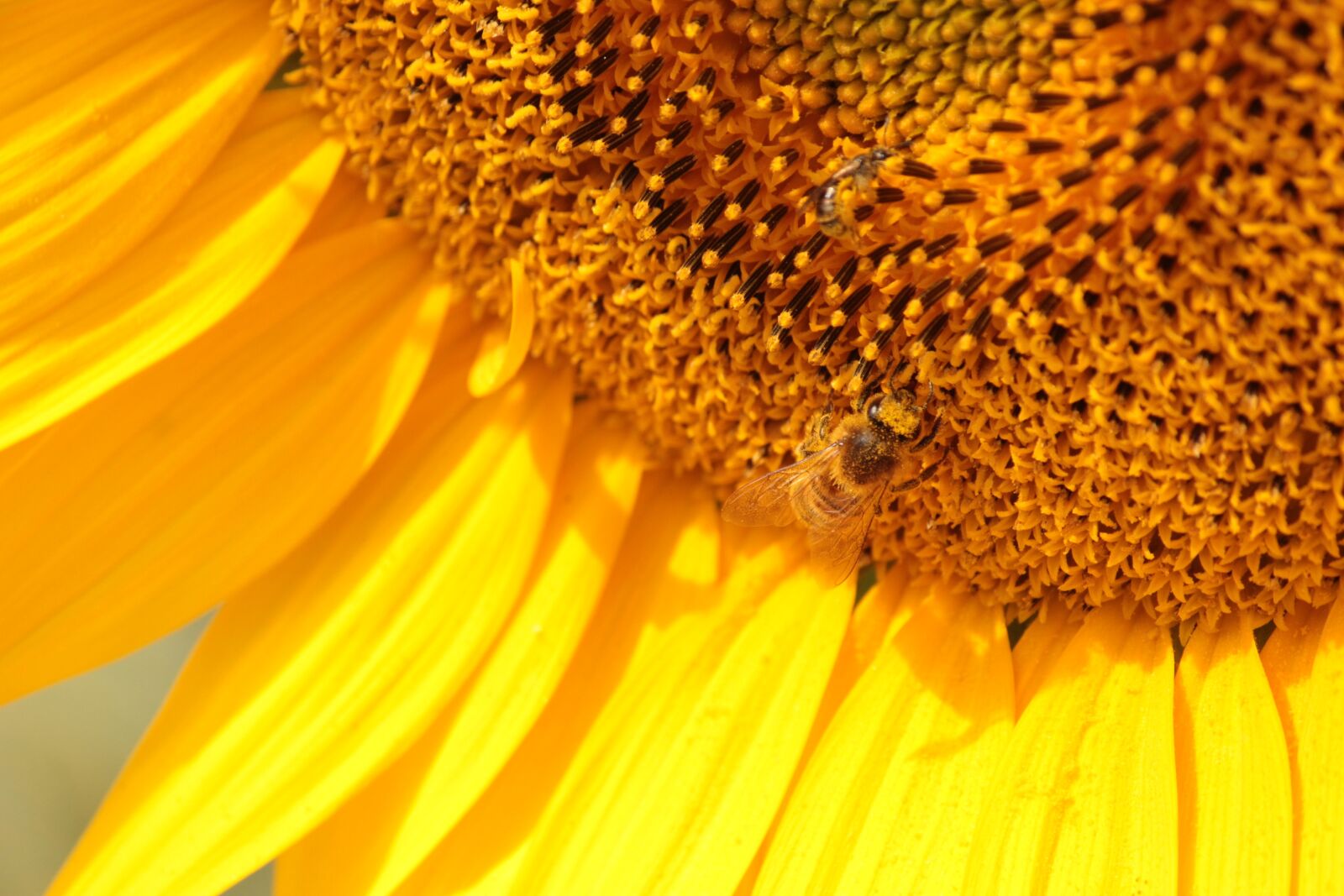 Canon EOS 550D (EOS Rebel T2i / EOS Kiss X4) sample photo. Sunflower, bee, yellow photography