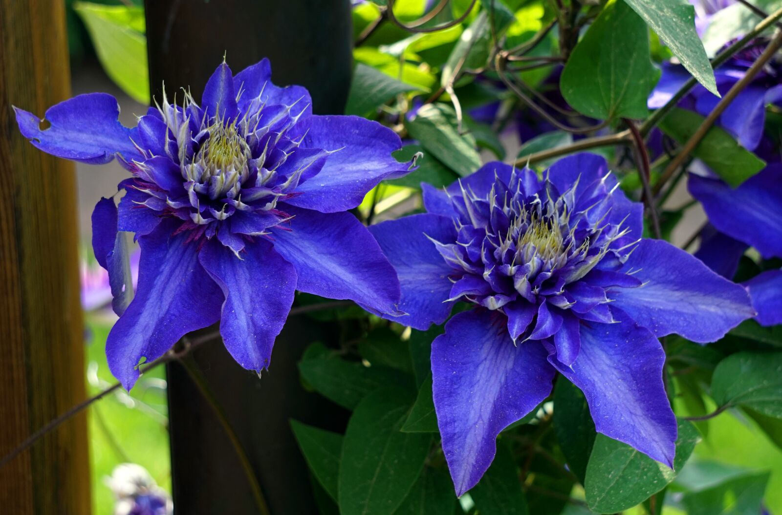 Sony Alpha a5000 (ILCE 5000) + Sony E 55-210mm F4.5-6.3 OSS sample photo. Clematis, flower photography