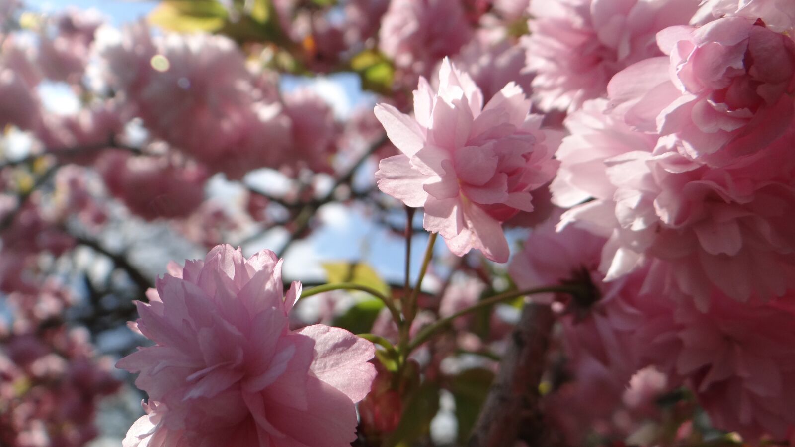 Sony DSC-HX200V sample photo. Blossom, blossom tree, spring photography