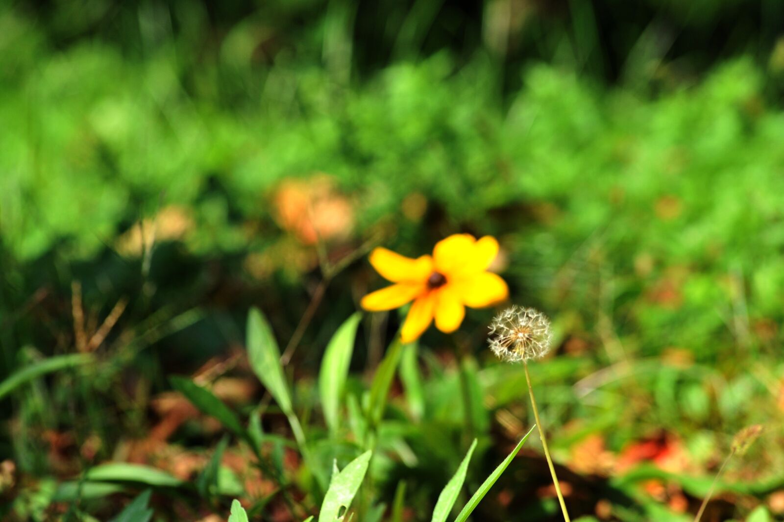 Nikon D700 sample photo. Dandelion, flowers, plants photography