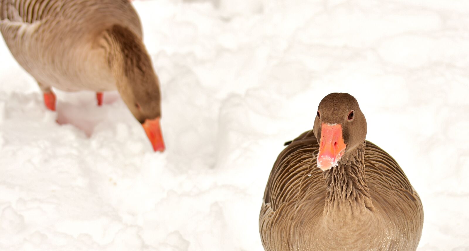 Nikon D7200 sample photo. Geese, waterfowl, poultry photography