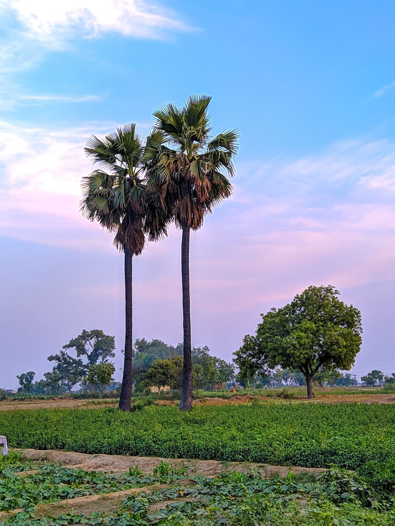 Xiaomi Mi A3 sample photo. Tree, green, clouds photography
