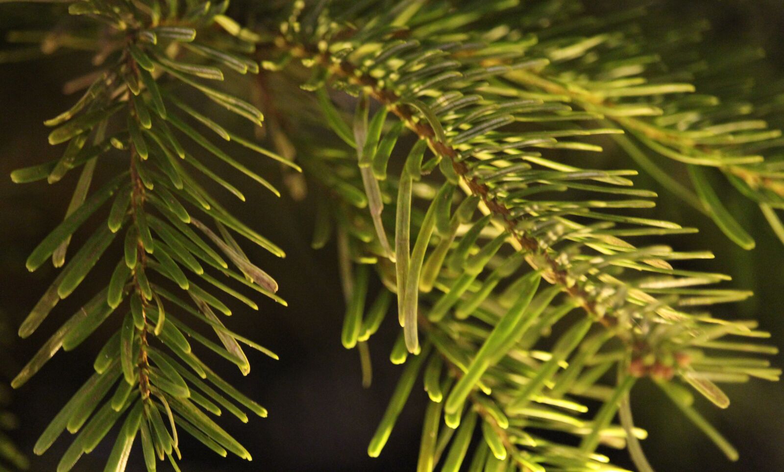Canon EOS 1200D (EOS Rebel T5 / EOS Kiss X70 / EOS Hi) sample photo. Fir tree, evergreen, winter photography
