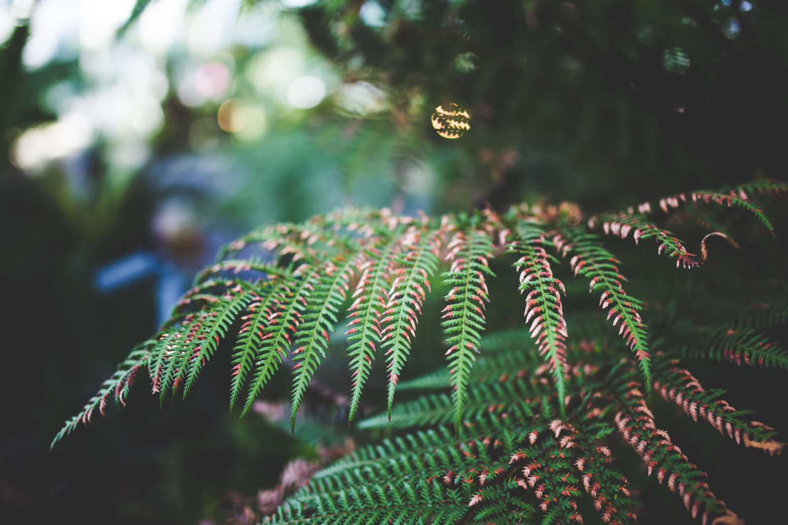 Canon EOS 6D + Sigma 35mm F1.4 DG HSM Art sample photo. Green, leaf, leaves, nature photography