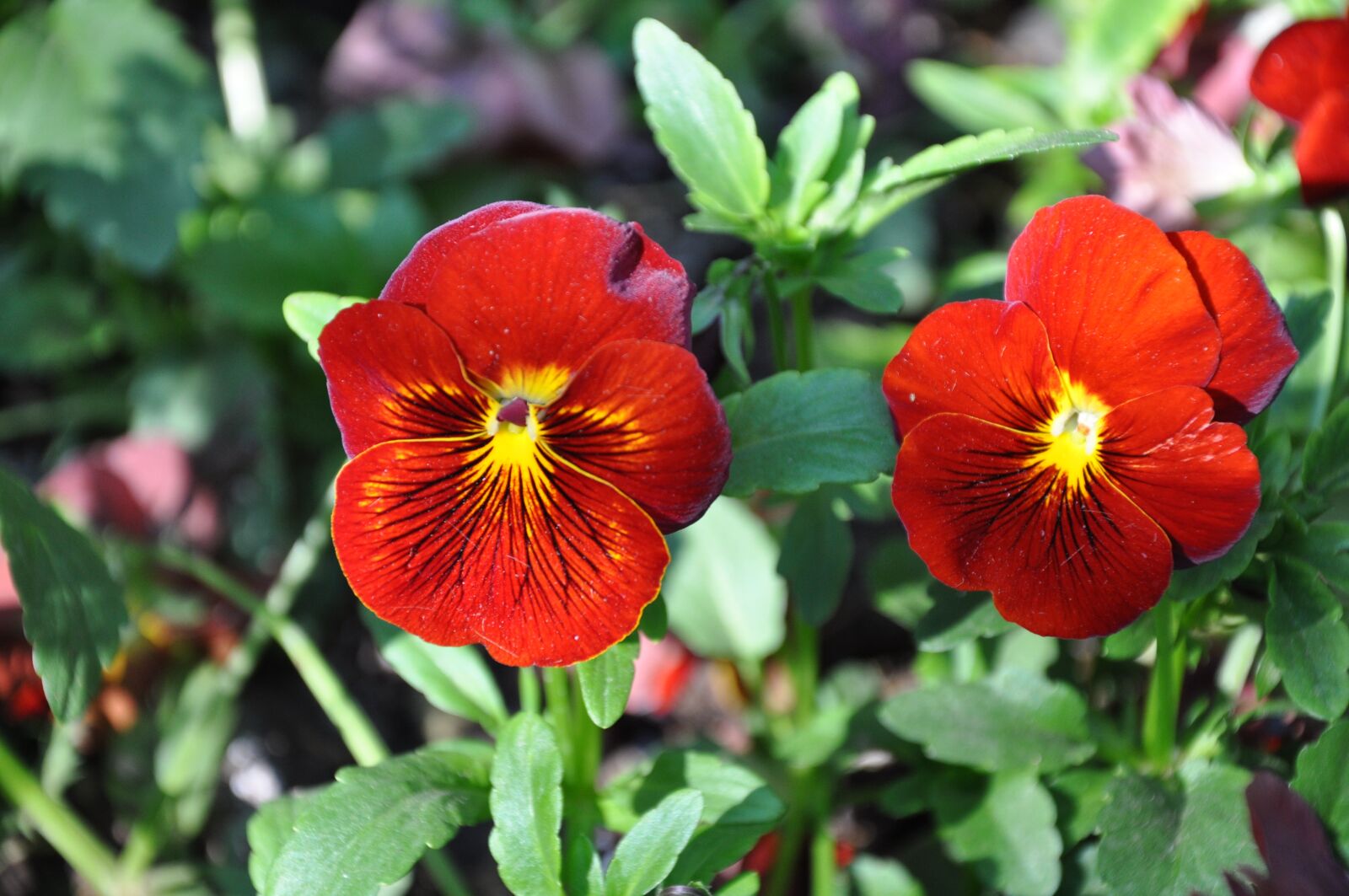 Nikon D90 sample photo. Nature, plant, flower photography