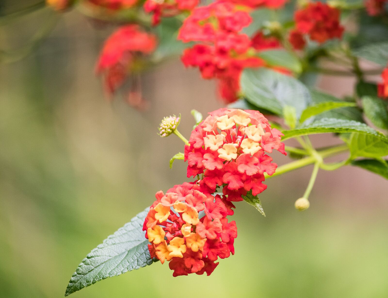 Canon EF-S 55-250mm F4-5.6 IS STM sample photo. Blossom, bloom, plant photography