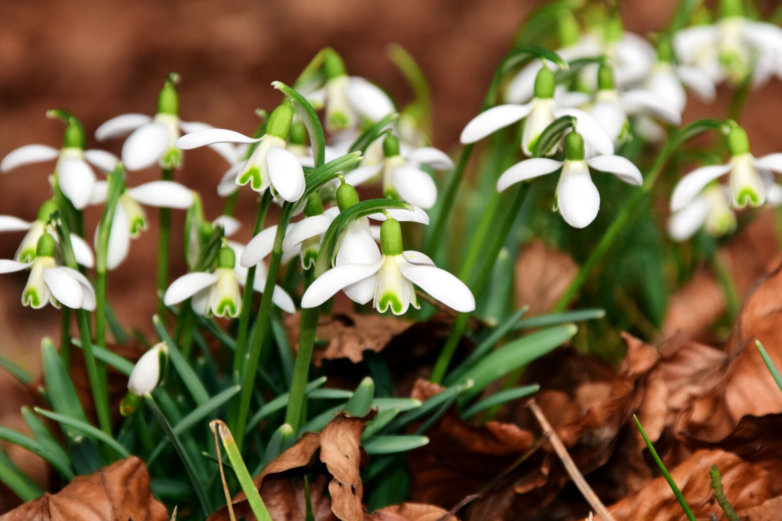 Nikon D3300 sample photo. Snowdrop, flowers, white photography