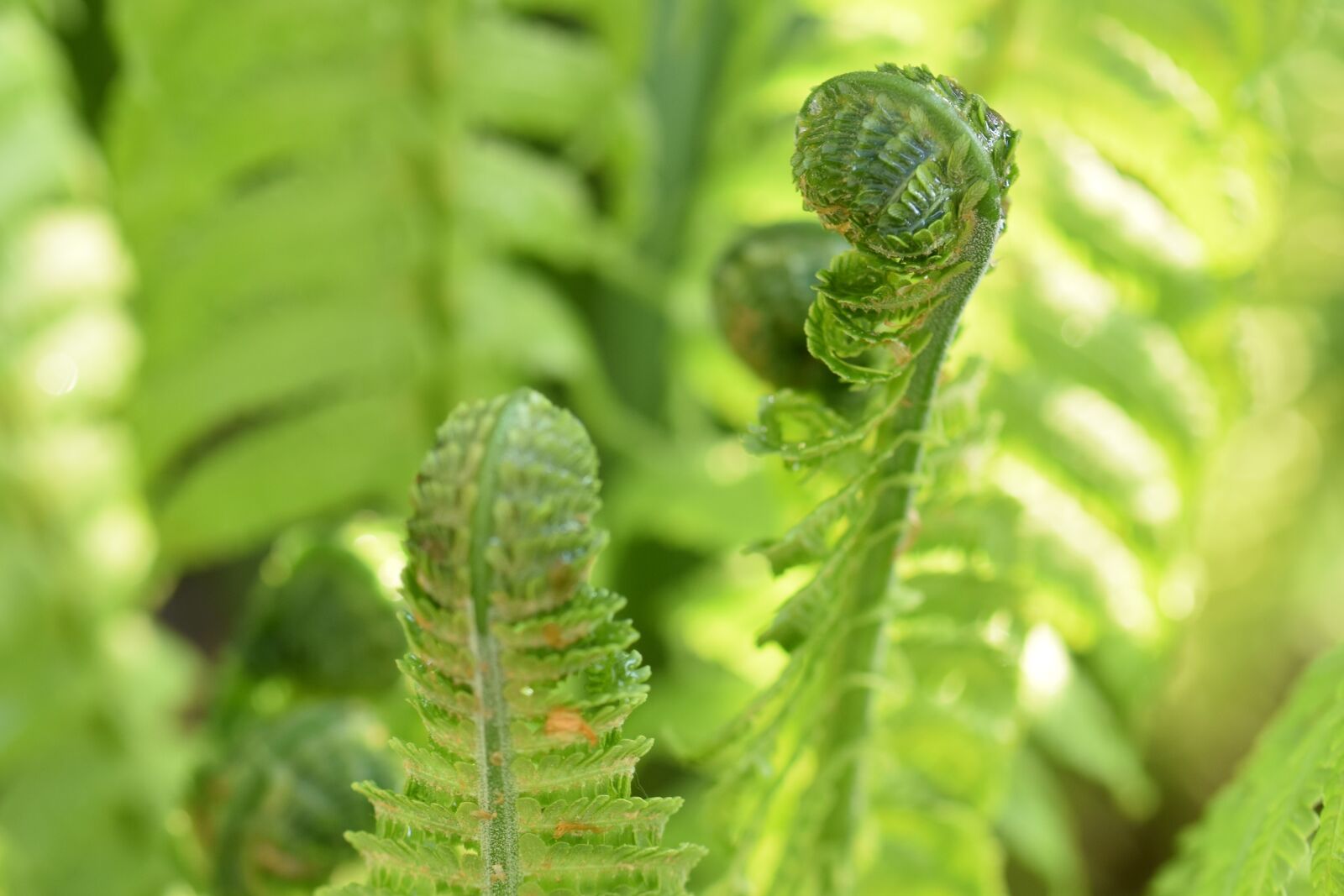 Nikon D5500 sample photo. Fern, plant, green photography