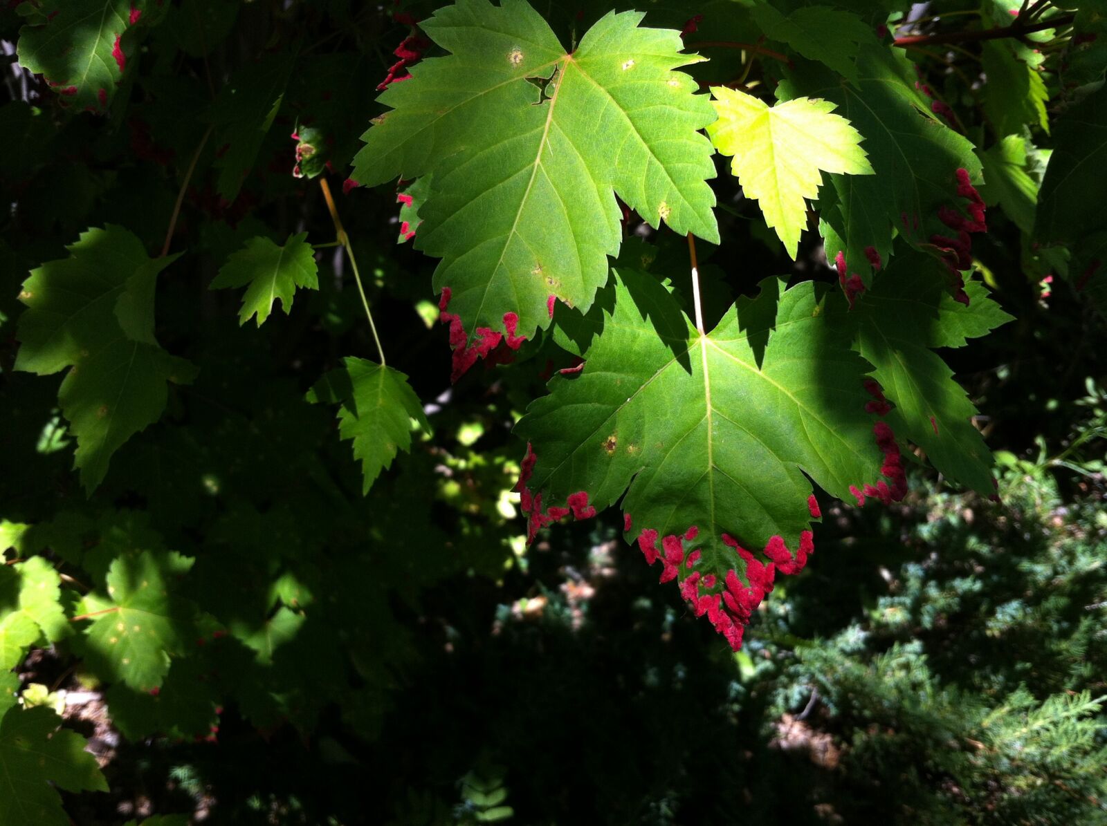 Apple iPhone 4 sample photo. Leaves, nature, plant photography