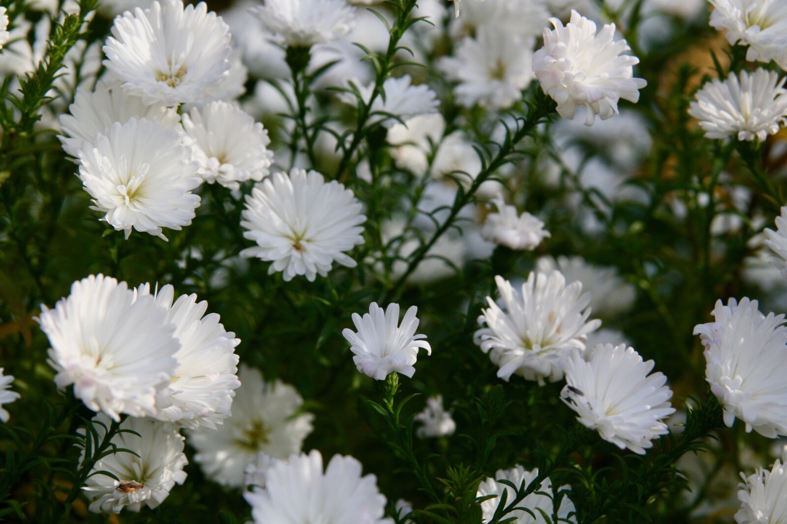 Canon EOS 400D (EOS Digital Rebel XTi / EOS Kiss Digital X) sample photo. Flowers, asters, herbstastern photography