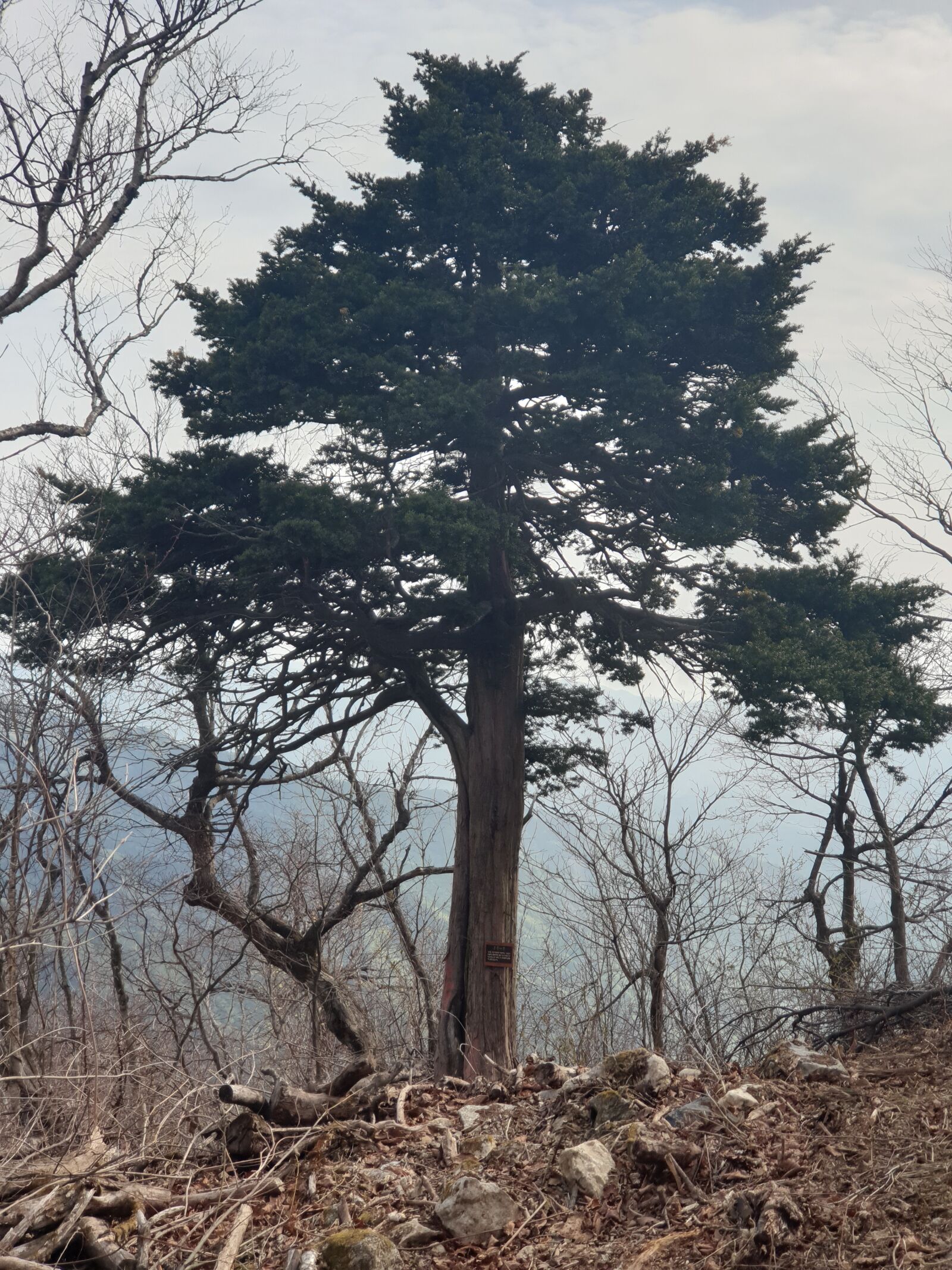 Samsung Galaxy Note9 sample photo. Tree, pinetree, ground photography