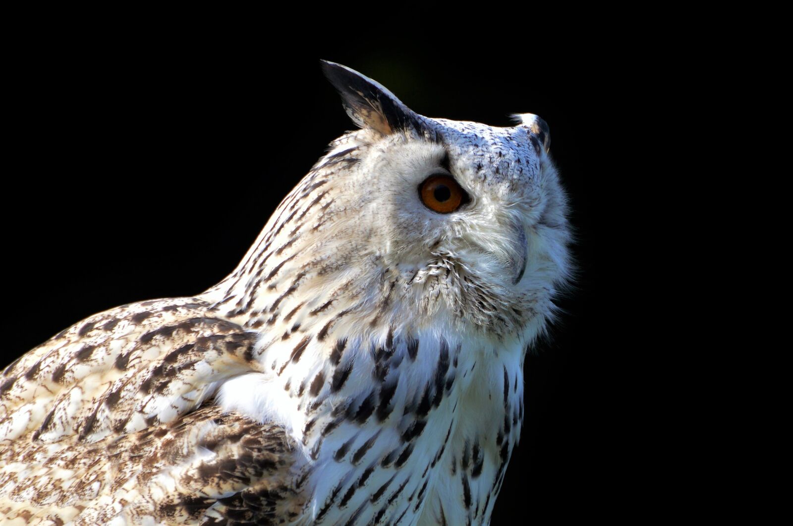 Nikon D3200 sample photo. Barn owl, owl, raptor photography