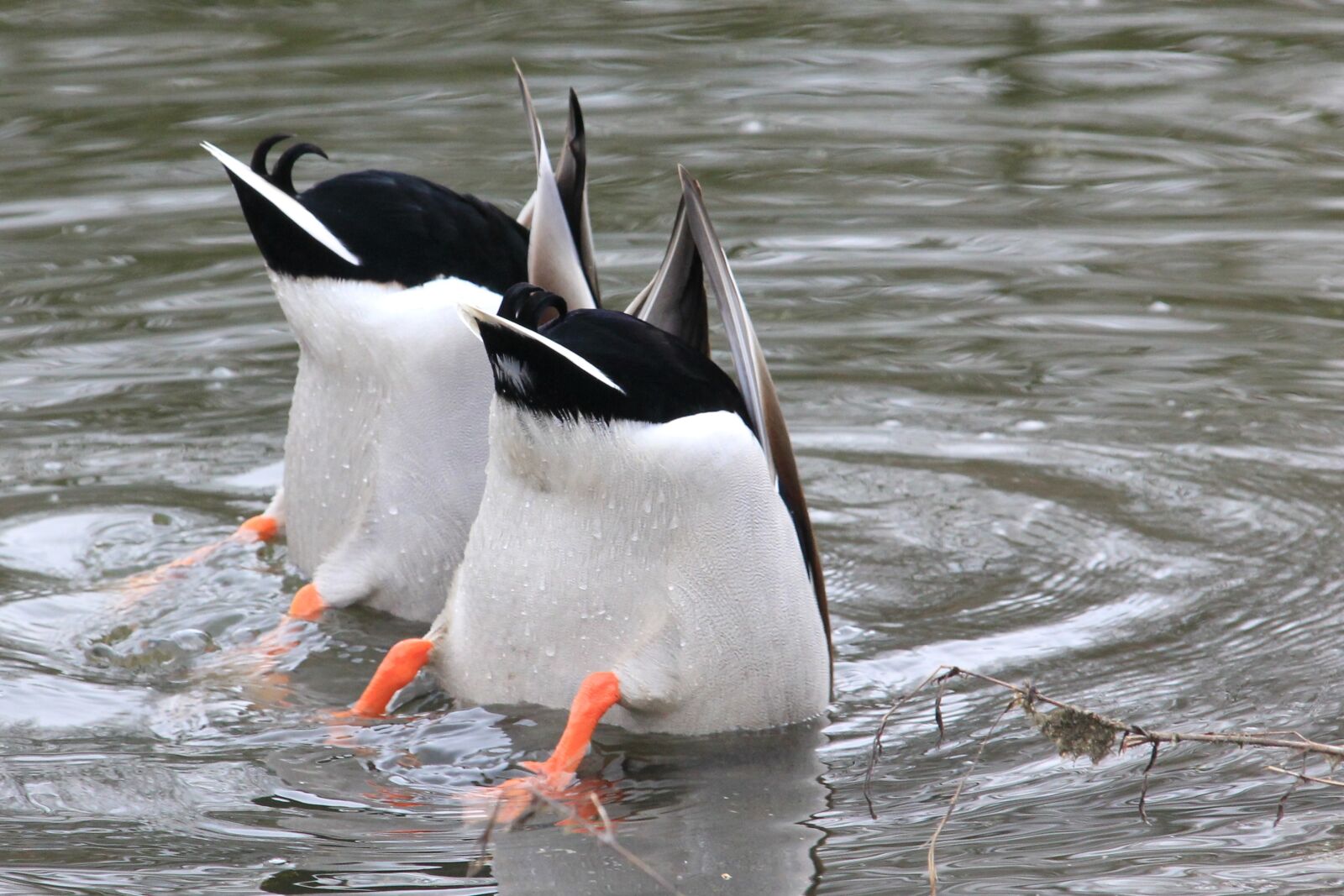Canon EOS 550D (EOS Rebel T2i / EOS Kiss X4) sample photo. Waterfowl, drake, water photography