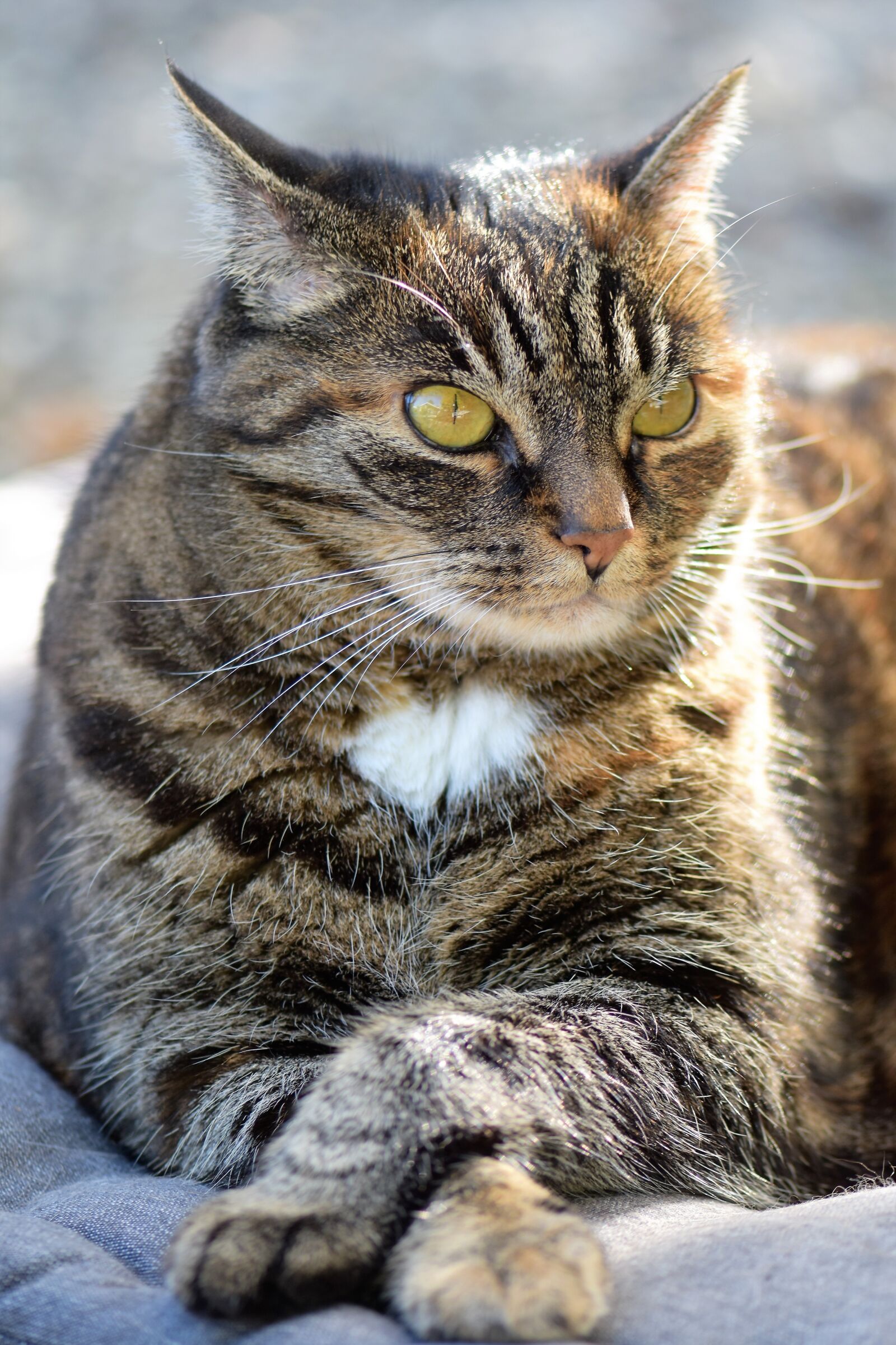 Nikon D5500 sample photo. Cat, mackerel, pet photography
