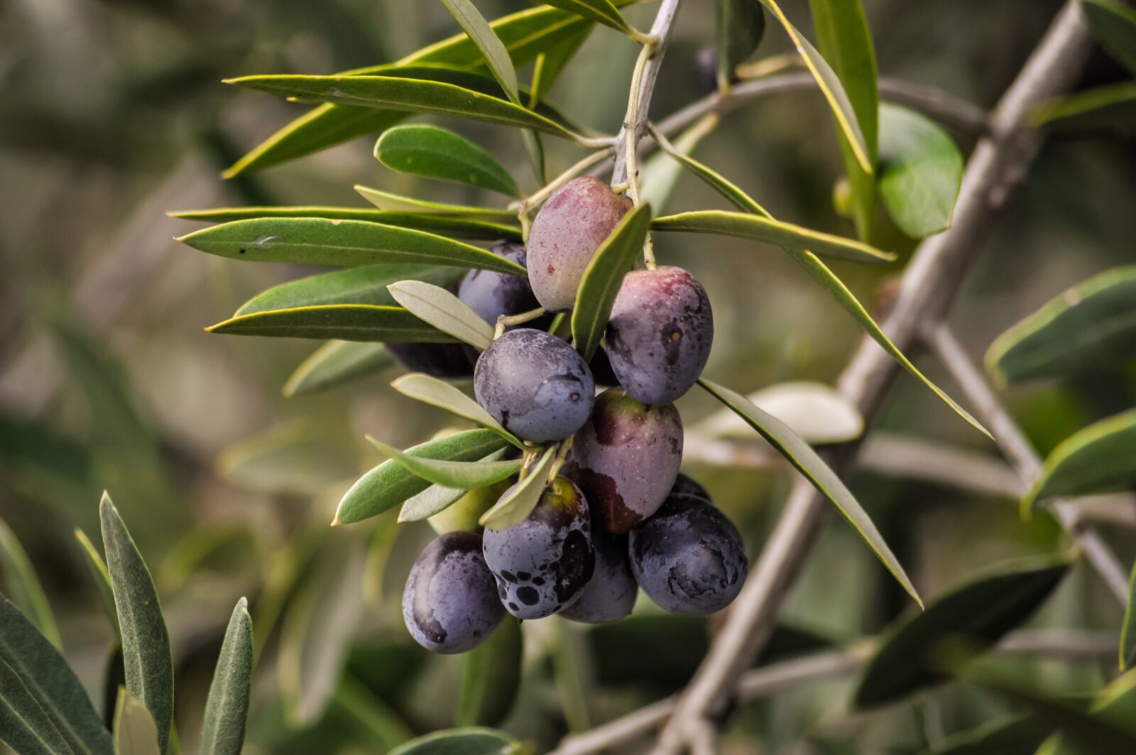 Nikon D90 sample photo. Olives, tree, branches photography