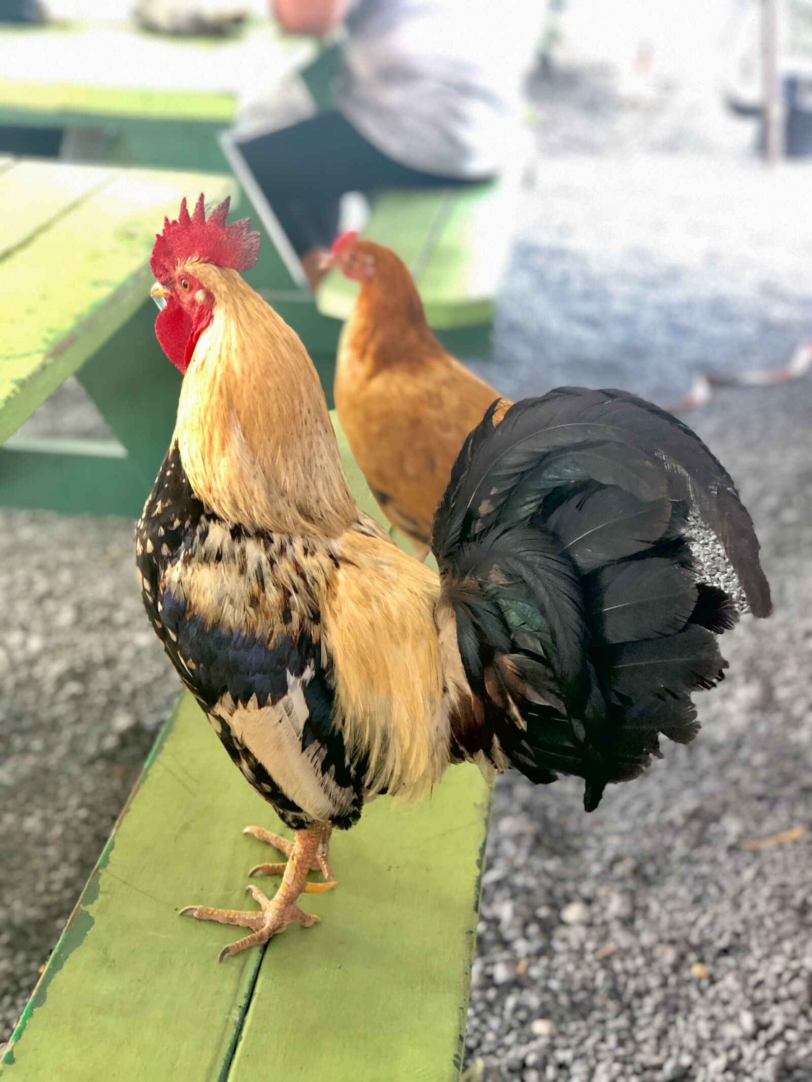 iPhone 8 Plus back dual camera 6.6mm f/2.8 sample photo. Chicken, rooster, farm photography