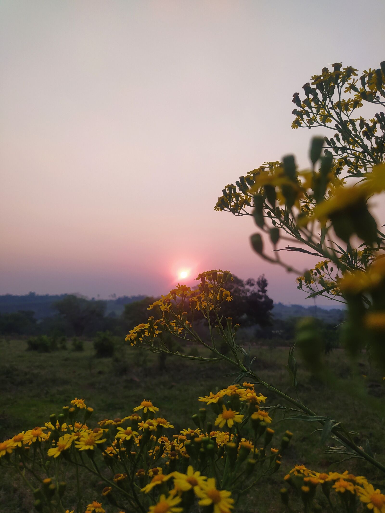 Xiaomi Redmi Note 8 sample photo. Landscape, sunset, flower photography