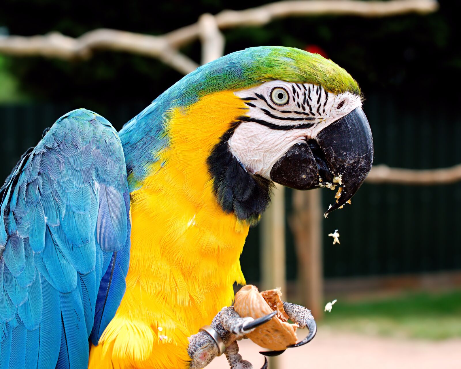 Nikon D3400 sample photo. Macaw, blue and yellow photography