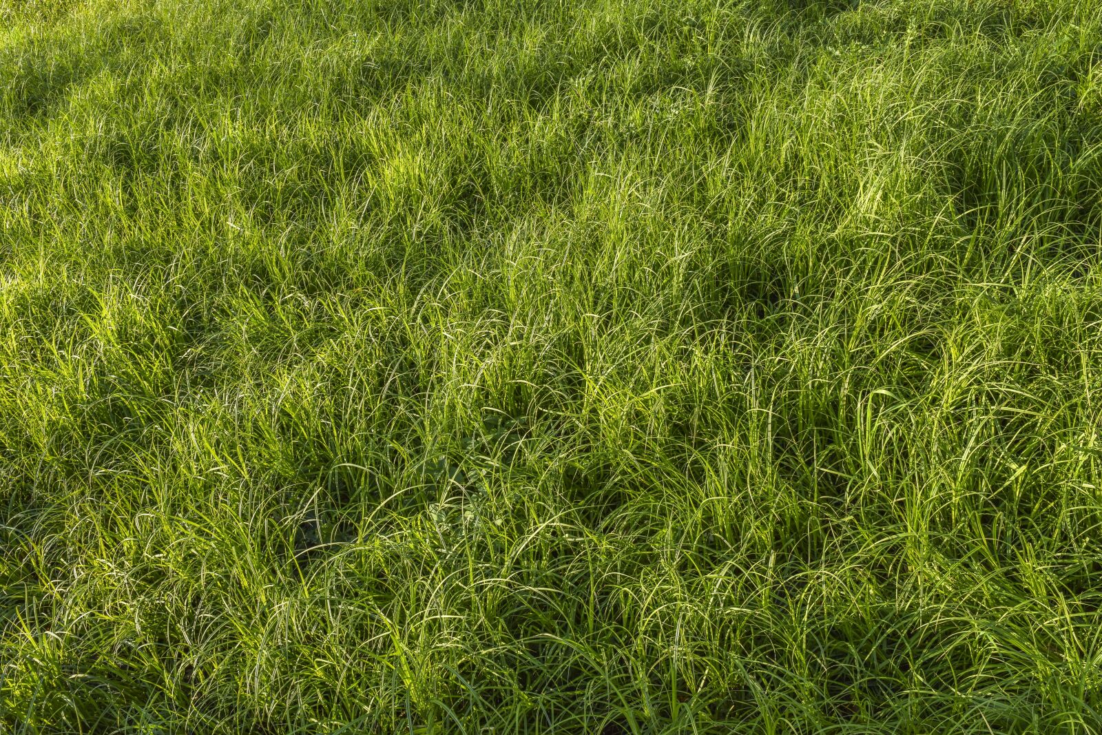 Nikon D3300 sample photo. Nature, grass, landscape photography