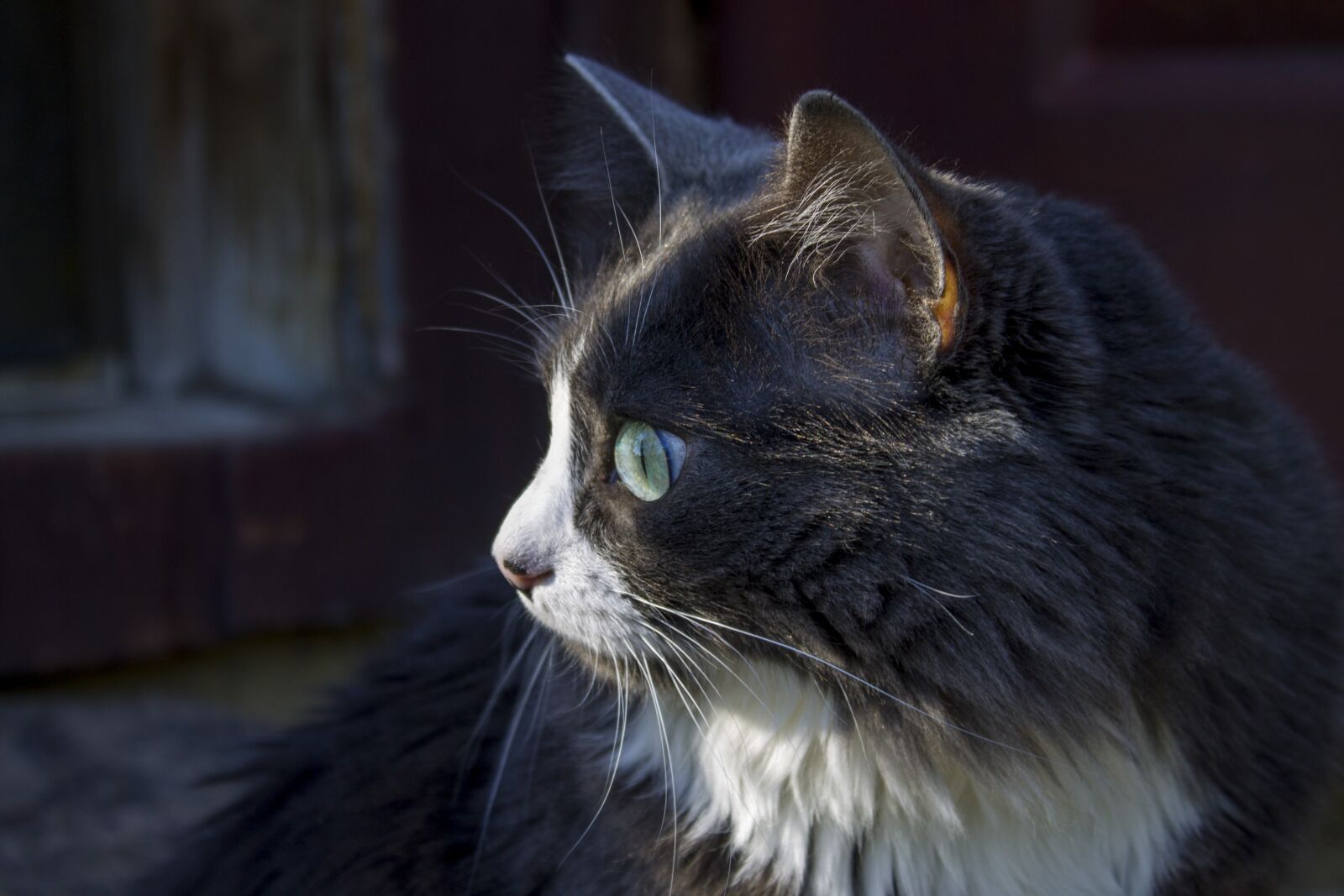 Canon EOS 1100D (EOS Rebel T3 / EOS Kiss X50) sample photo. Cat, cat close-up, meow photography