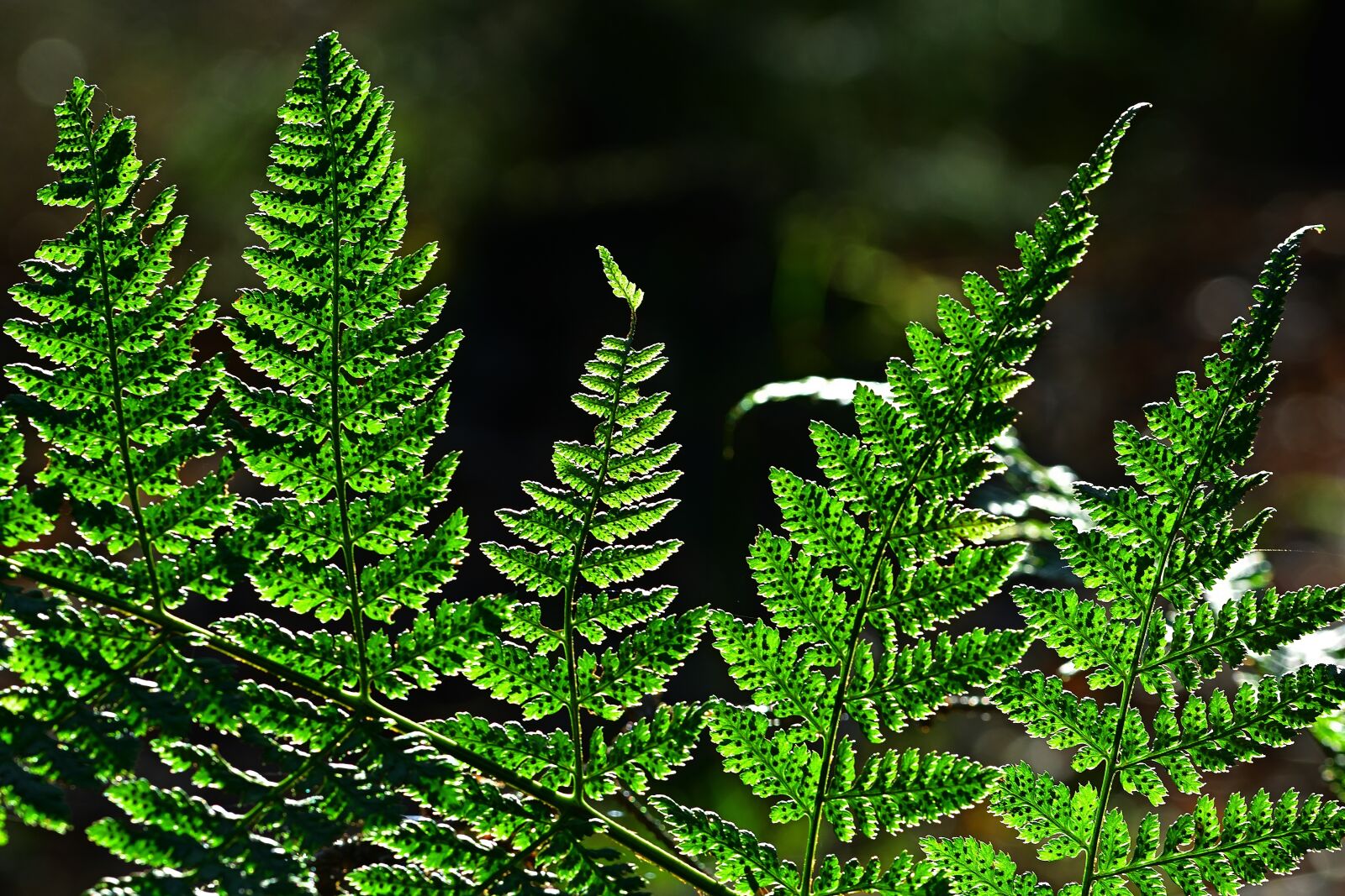 Nikon D5200 sample photo. Forest, nature, fern photography