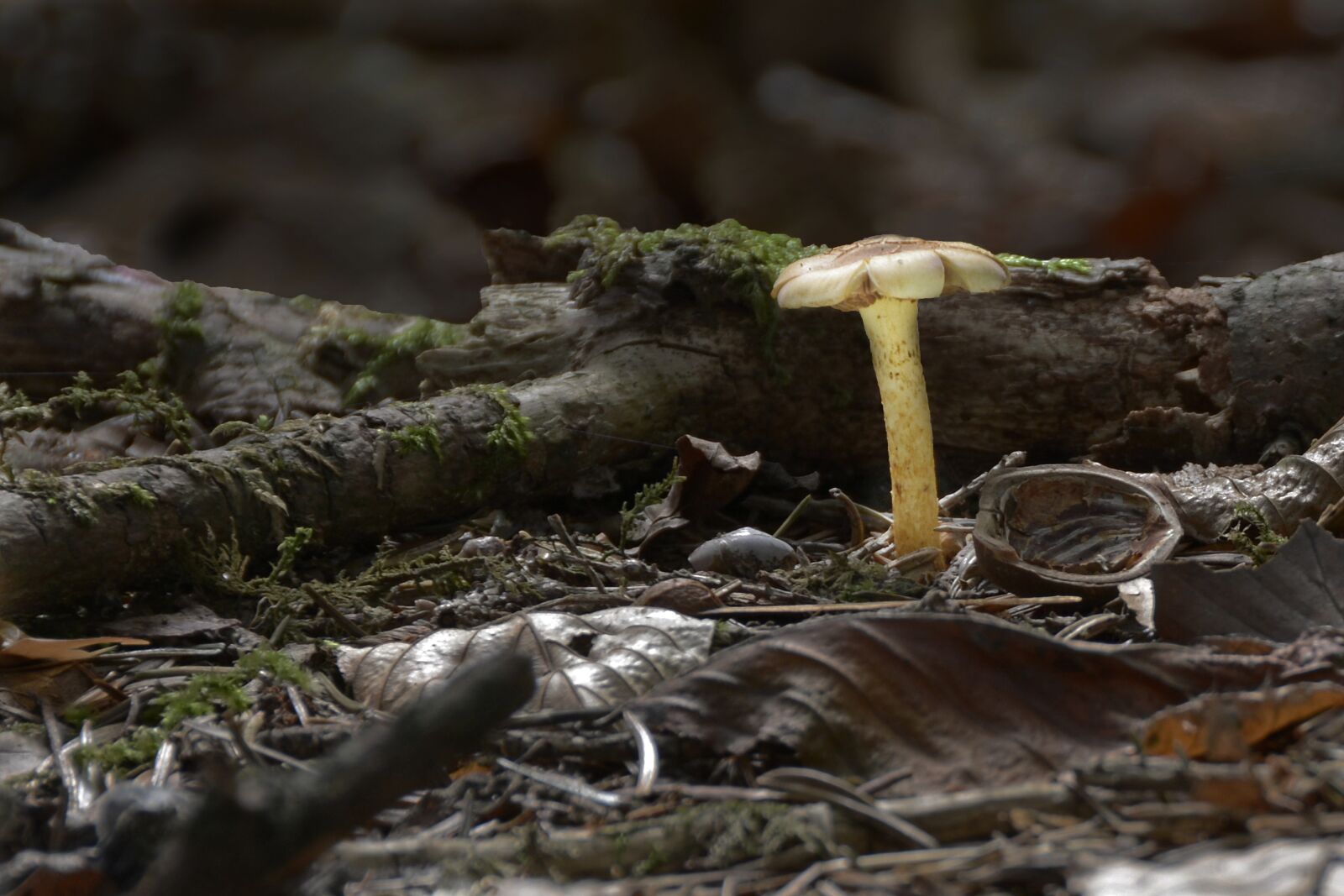 Nikon D7100 sample photo. Mushroom, rac, autumn photography
