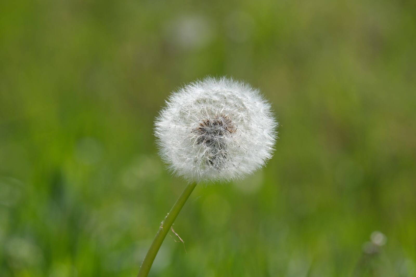 Fujifilm X-T30 + Fujifilm XF 55-200mm F3.5-4.8 R LM OIS sample photo. Dandelion, spring, meadow photography