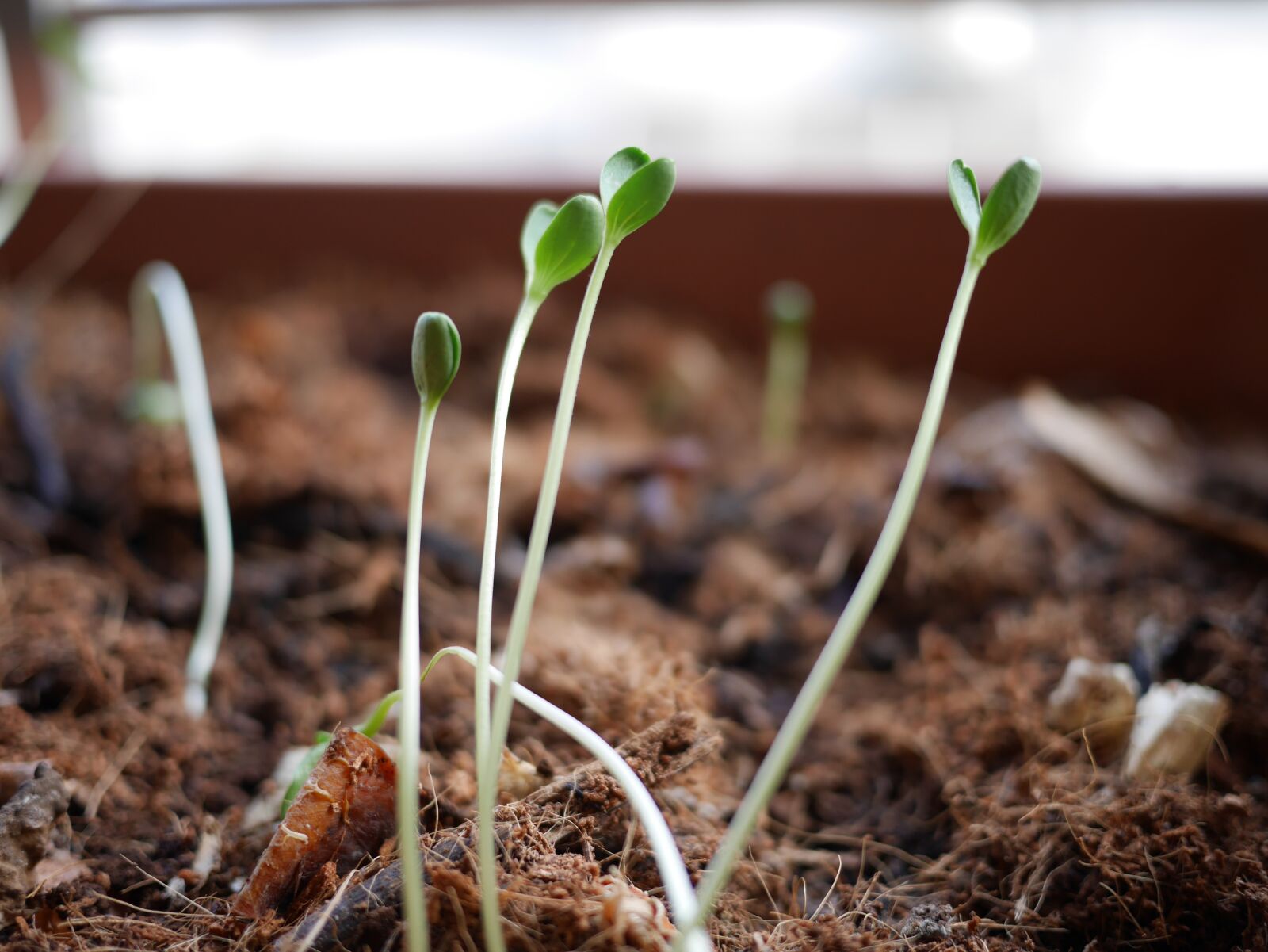 Panasonic Lumix DMC-GX7 sample photo. Sprouts, plants, seedling photography