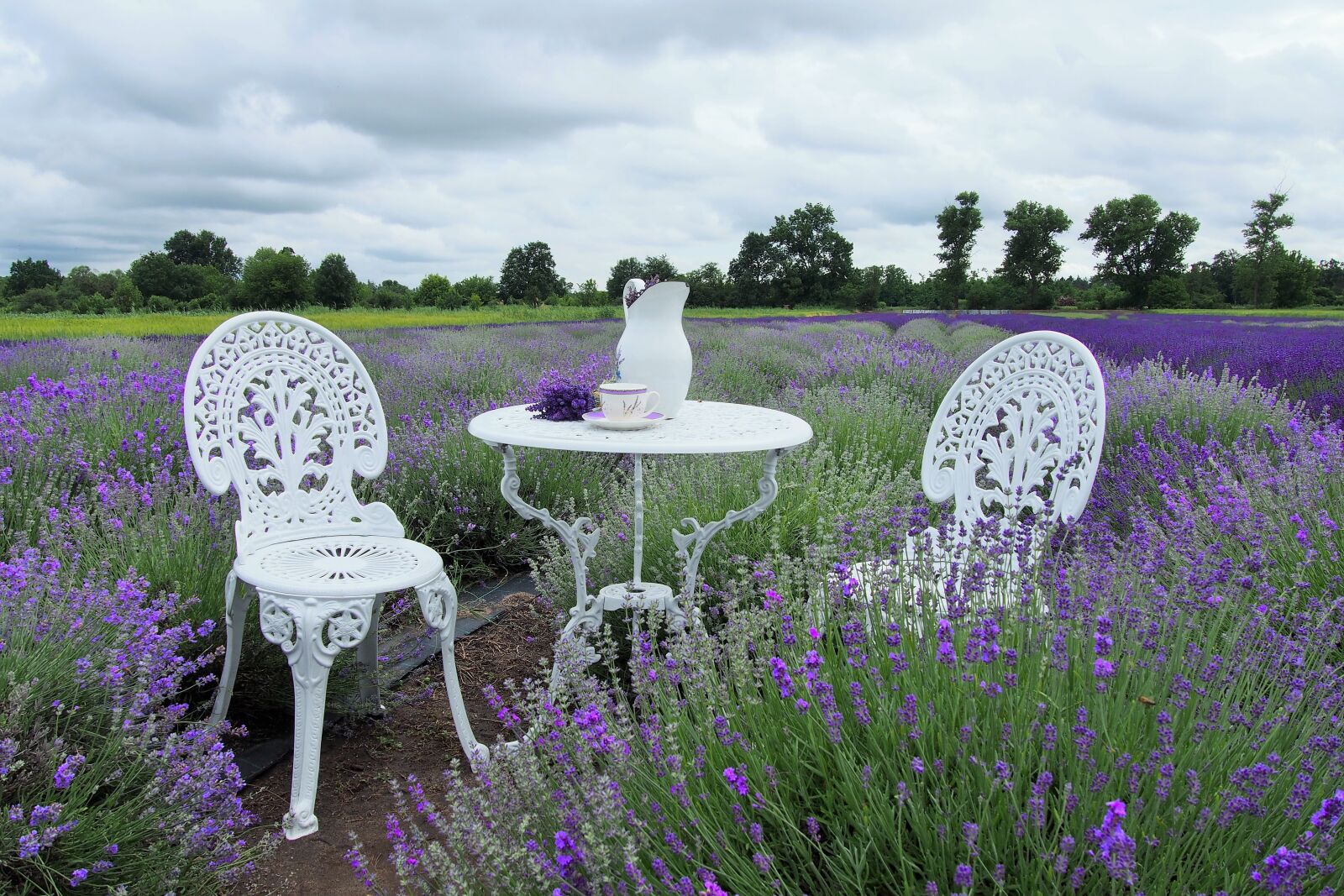 Olympus PEN E-PL6 sample photo. Slovakia, lavender, nature photography
