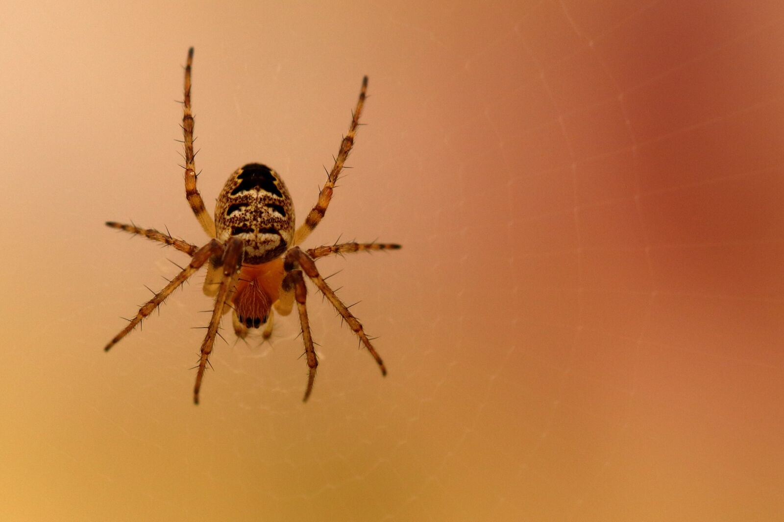 Canon EOS 80D sample photo. Spider, araneus, close up photography