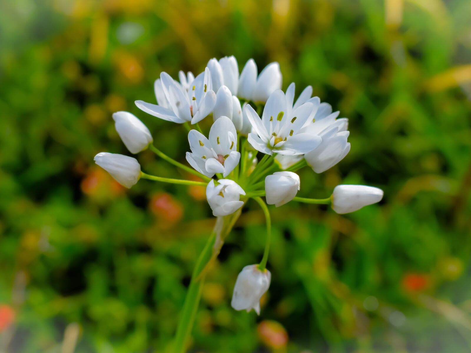 Nikon D3300 sample photo. Nature, flower, flora photography
