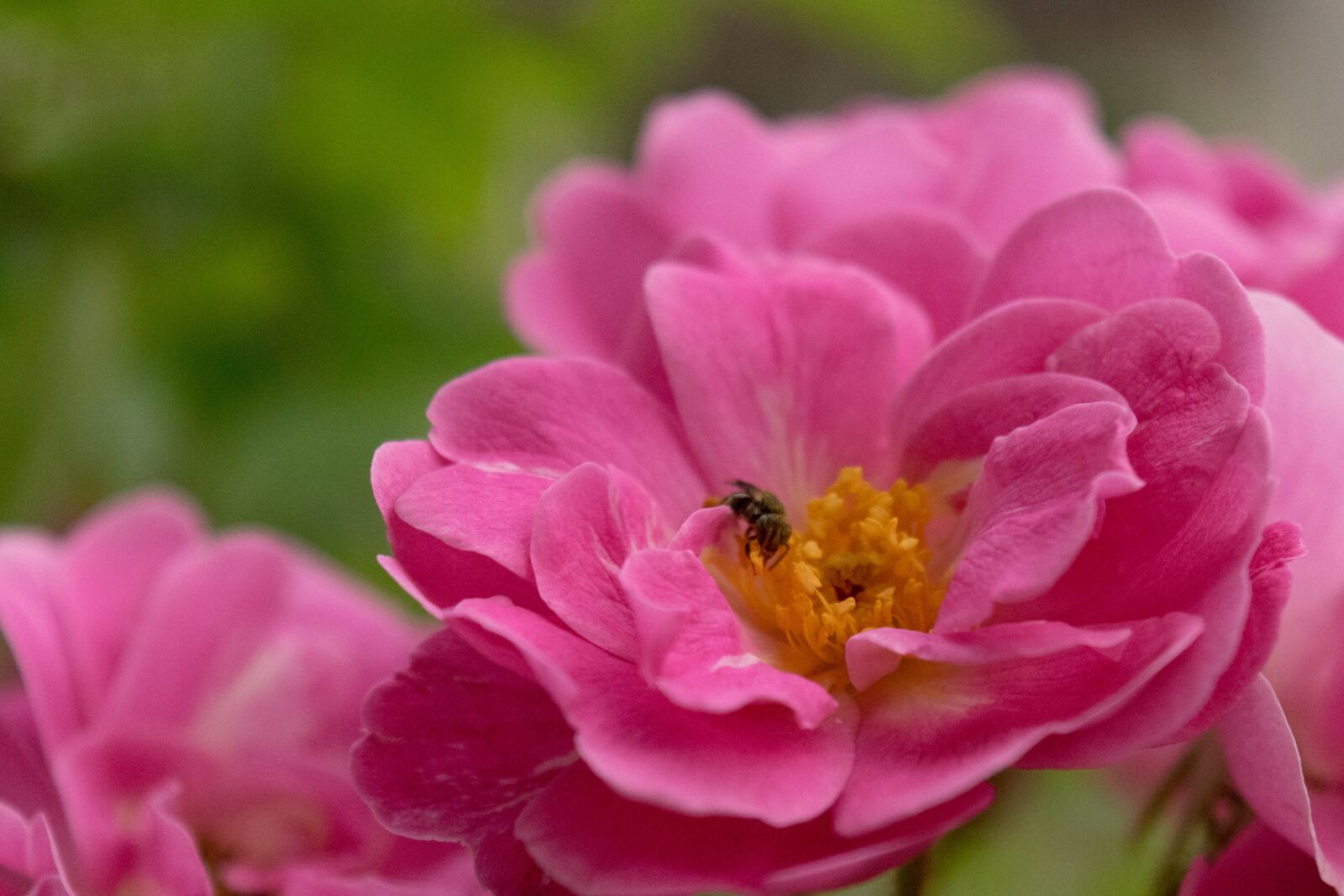 Nikon D5300 sample photo. Flower, purple, flowers photography