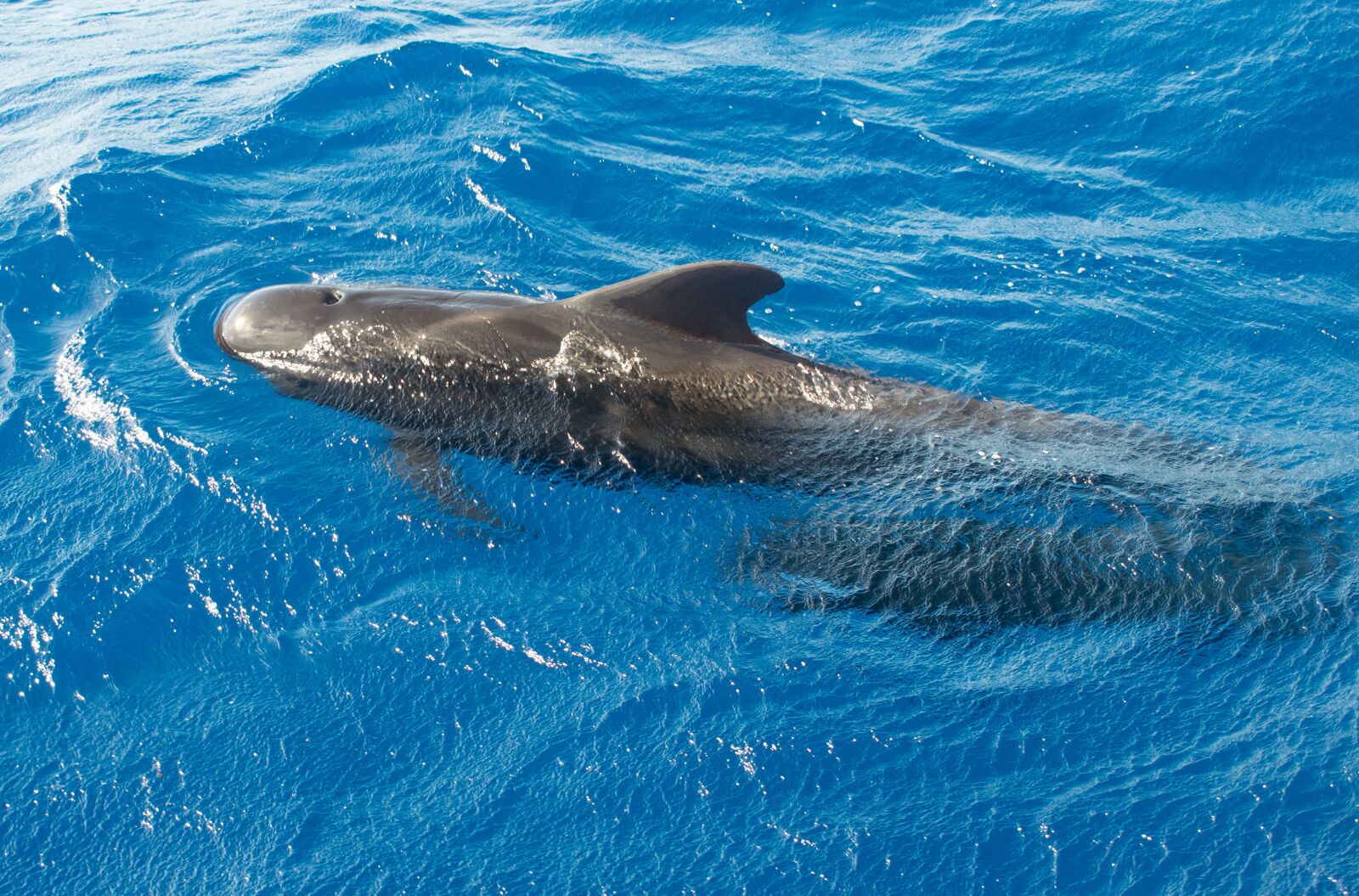 Nikon D3300 sample photo. Whale, pilot, ocean photography