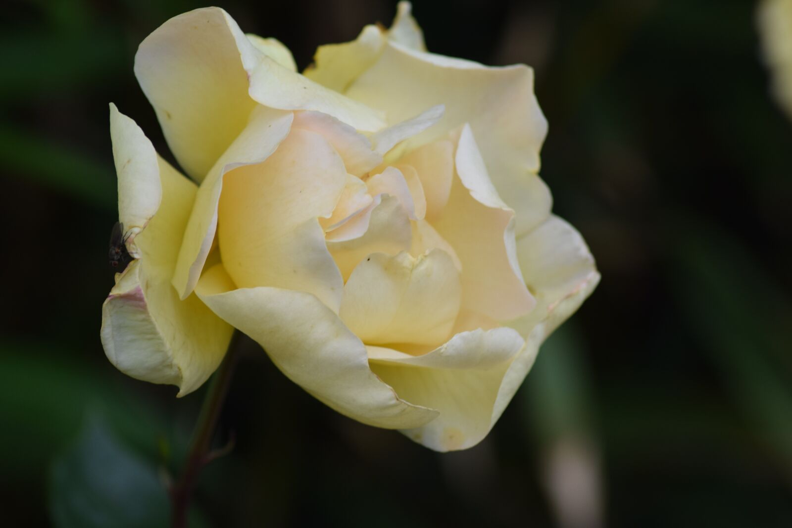 Nikon D3300 sample photo. Love, pink, romance photography