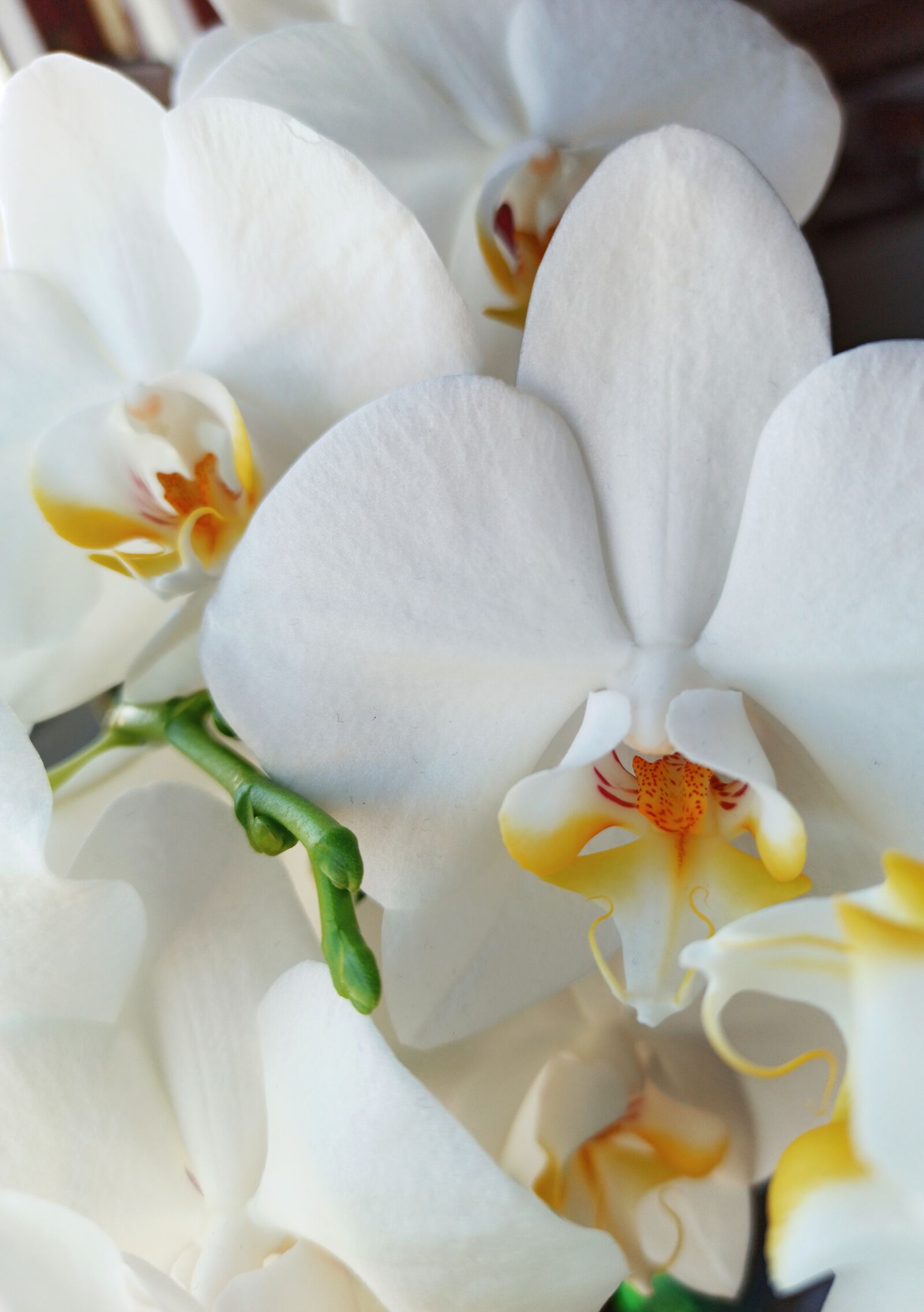 Xiaomi Redmi Note 8 Pro sample photo. Flowers, orchids, hell photography
