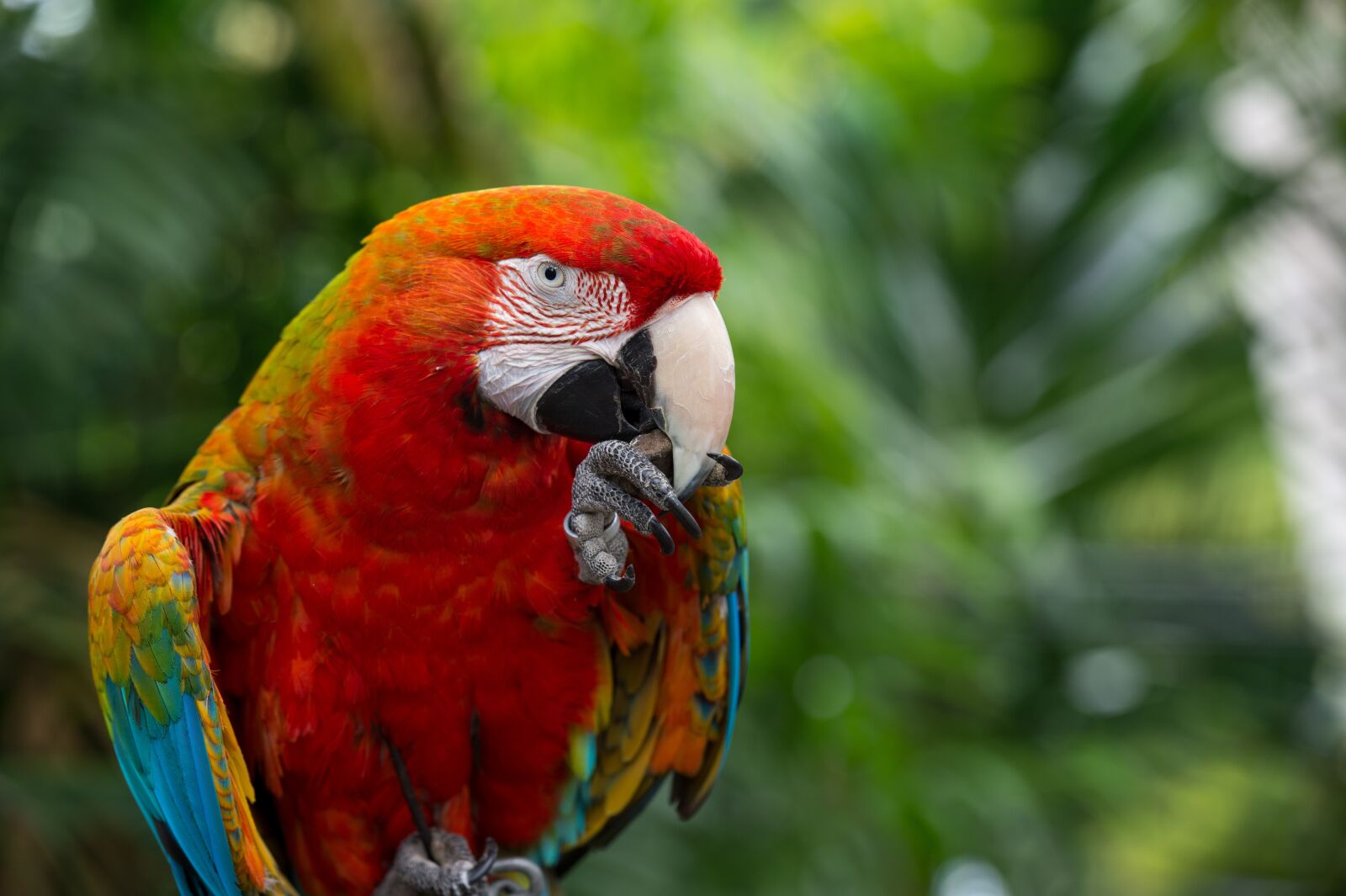 Nikon Df sample photo. Scarlet, macaw, rainbow photography