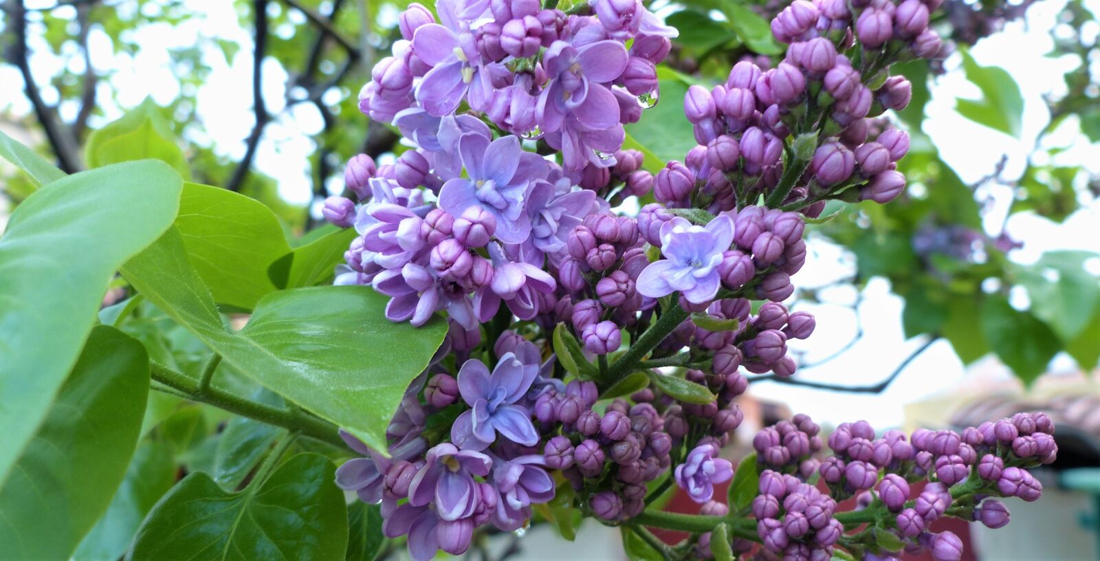 Panasonic Lumix DMC-FZ200 sample photo. Flower, plant, nature photography