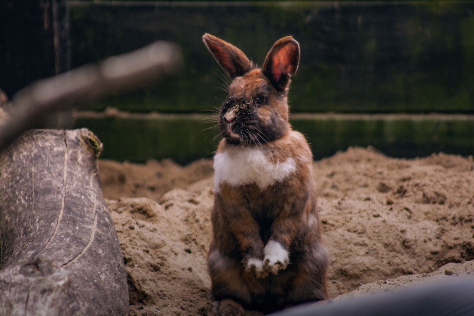 Nikon D3400 sample photo. Bunny, rabbit, pet photography