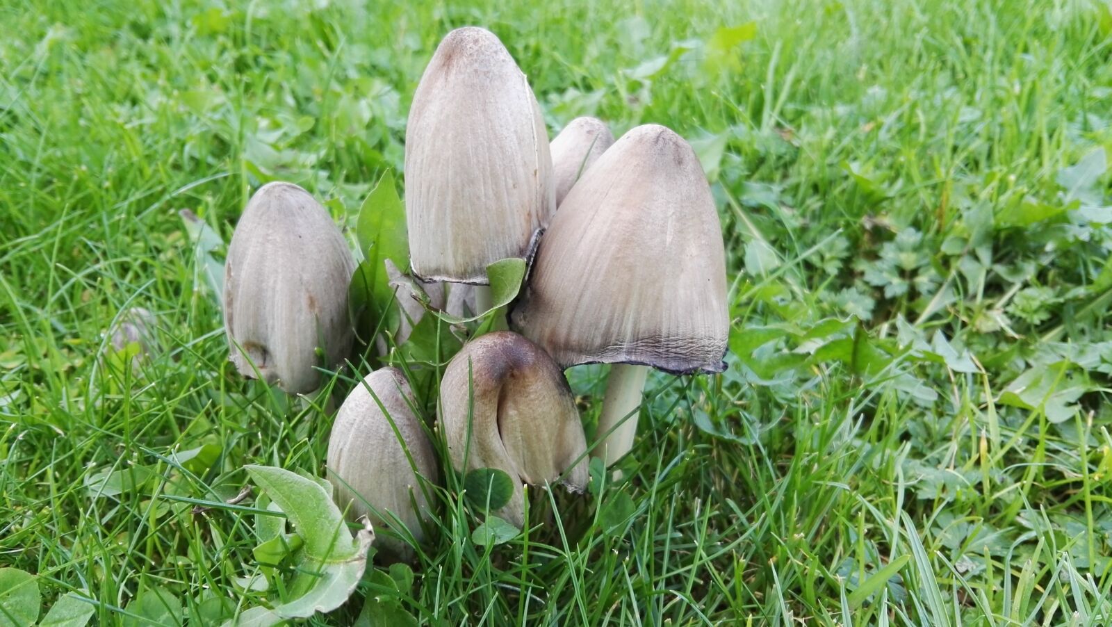 HUAWEI GRA-L09 sample photo. Mushrooms, meadow, autumn photography