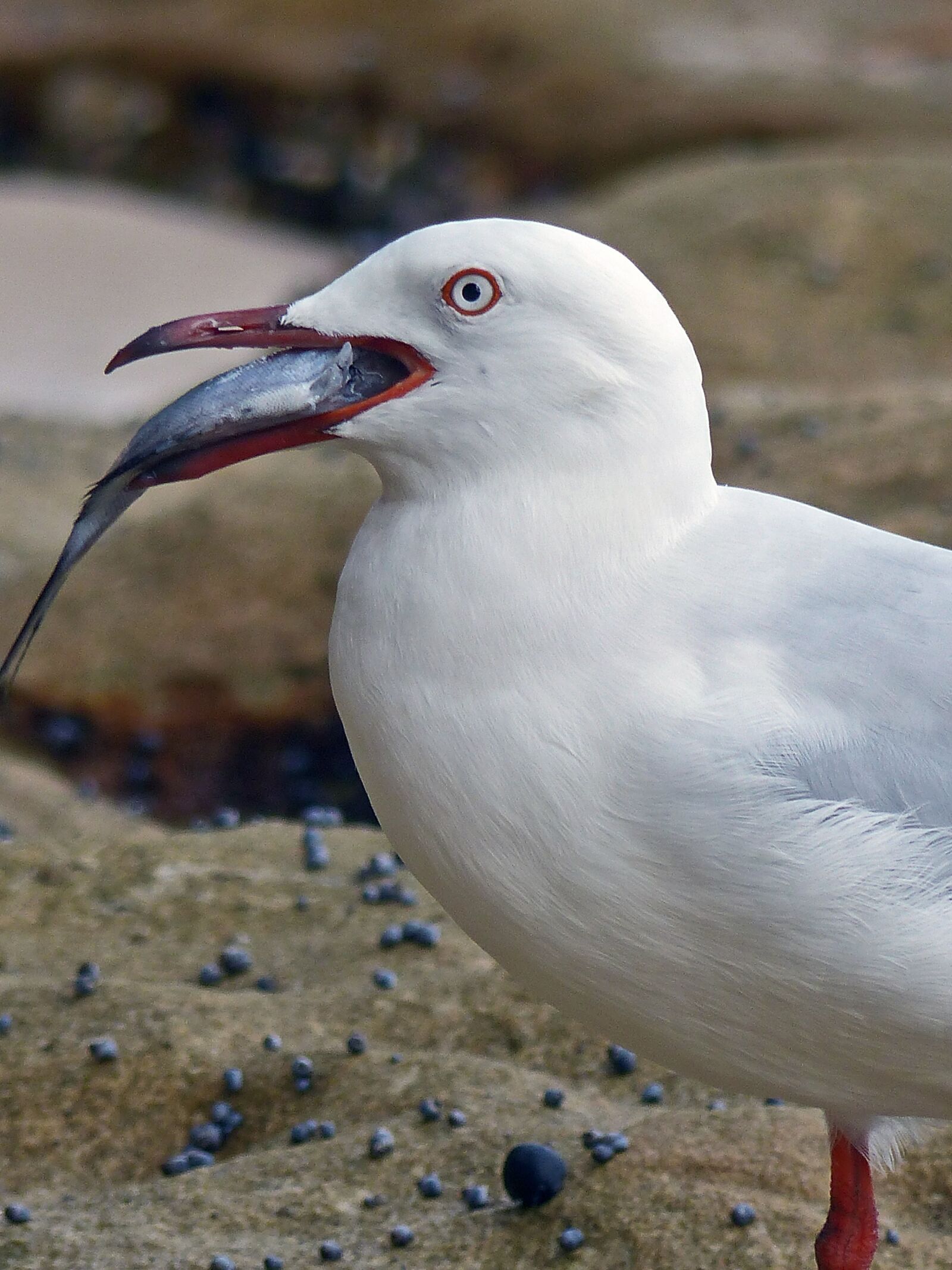 Panasonic Lumix DMC-FZ200 sample photo. Bird, nature, sea photography