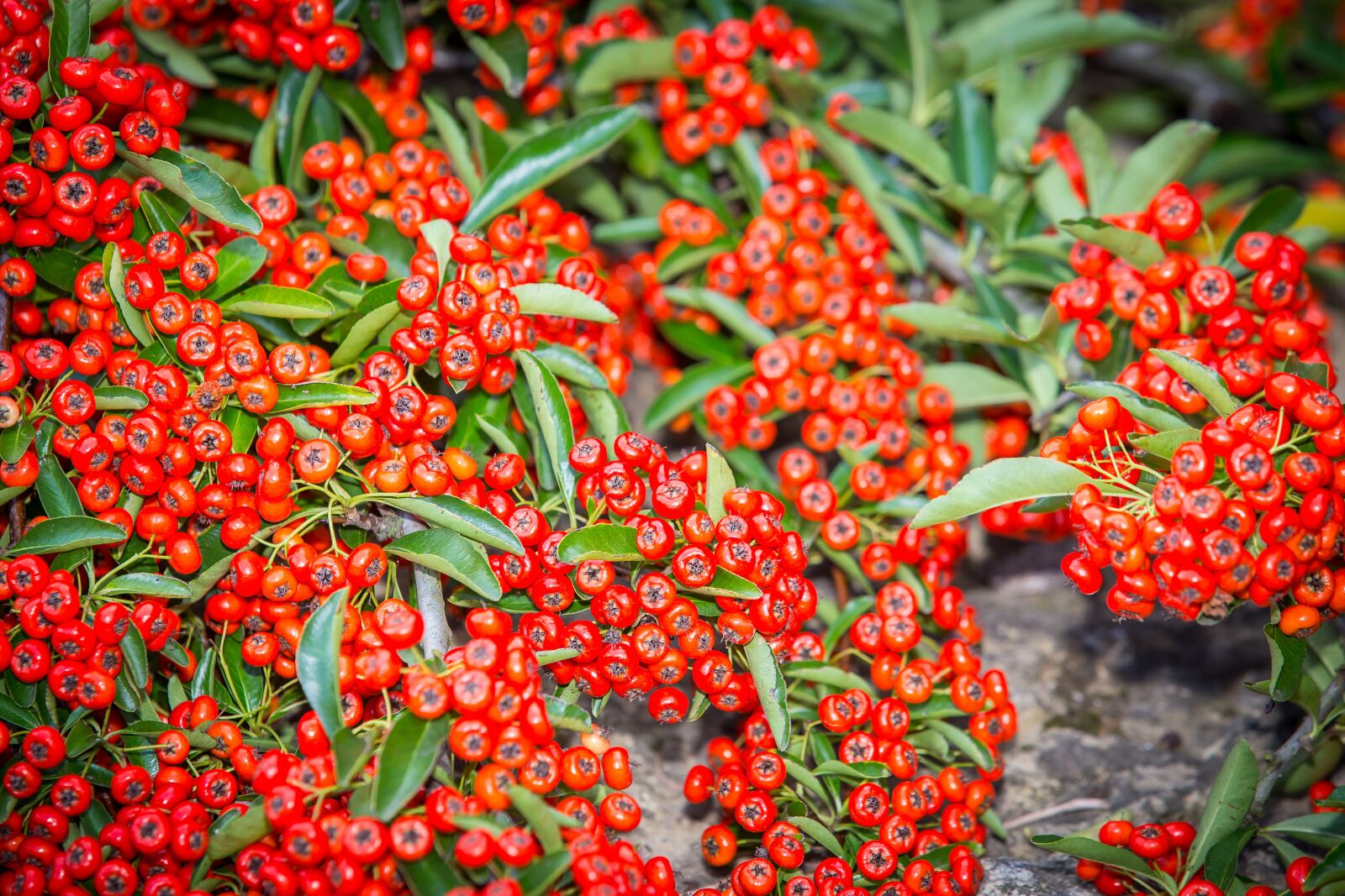 Canon EOS 5D Mark III sample photo. Sea buckthorn, schlehe, bush photography